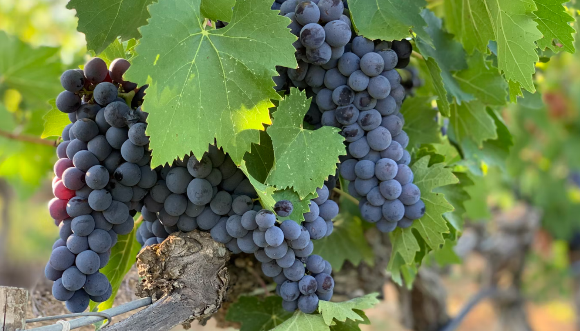 Wine grapes