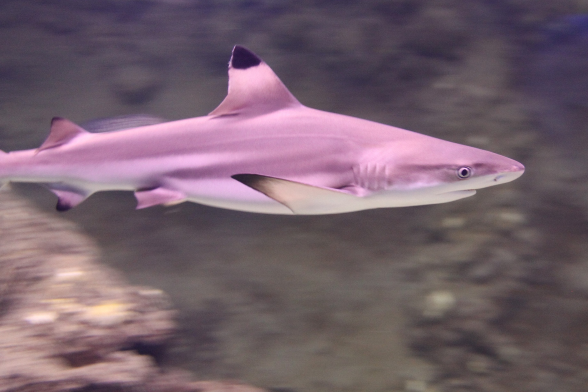 Morena en el Acuario Marino Mundial