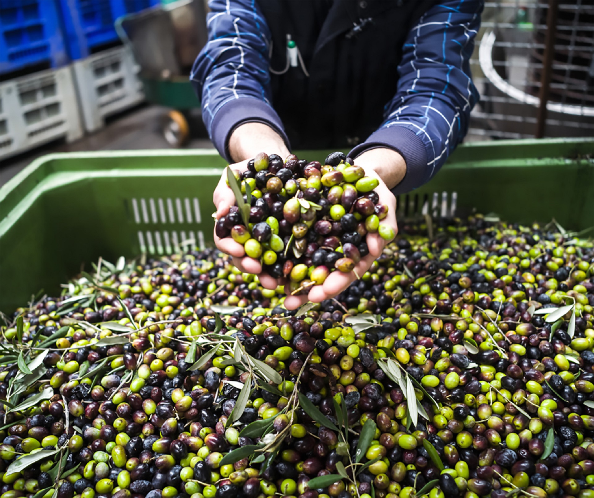 Mani che raccolgono olive verdi e nere da una grande cassetta, con foglie e rametti di olivo.