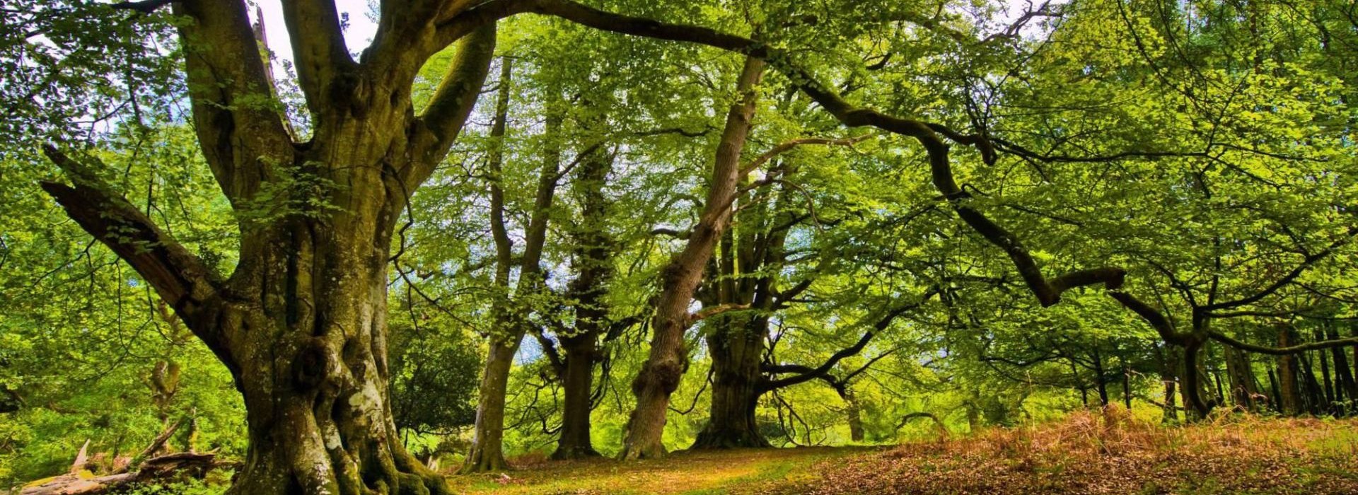 Trekking al bosco Acquerino Cantagallo