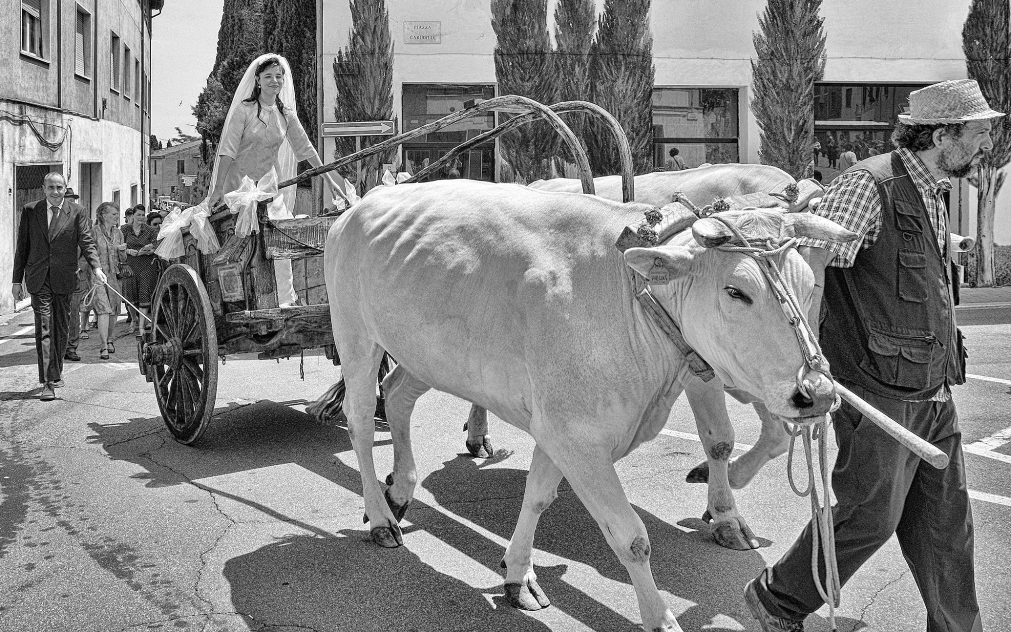 Immagine di un vitellone bianco che sfila nelle strade del paese