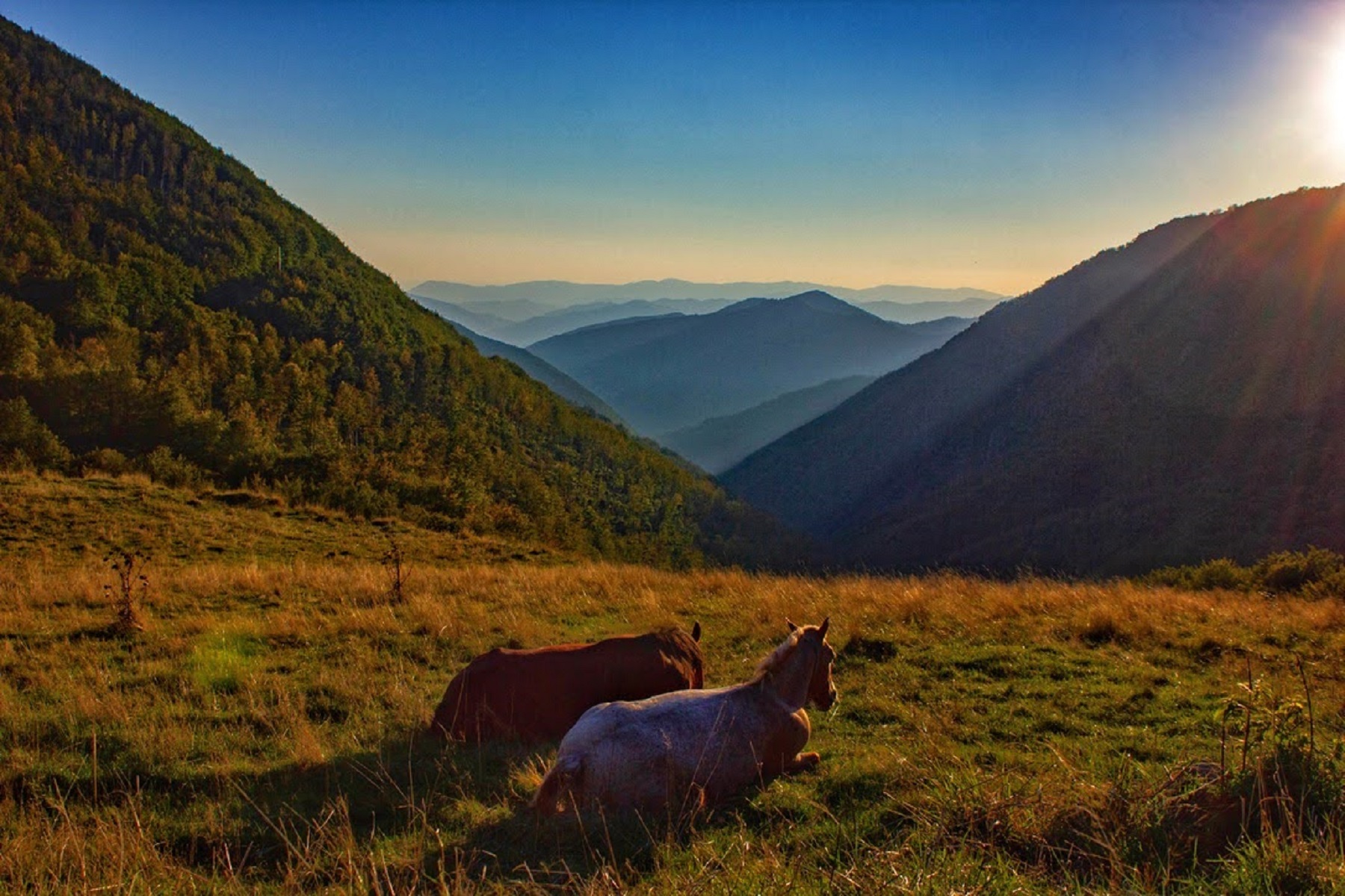 Chevaux au pâturage au col de Lagastrello