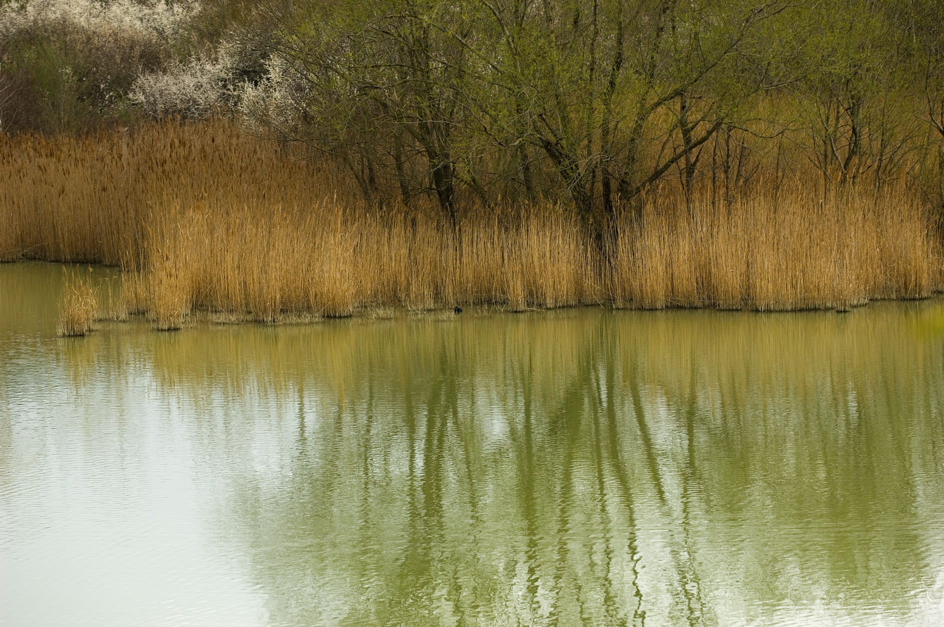 lago di Santa Luce