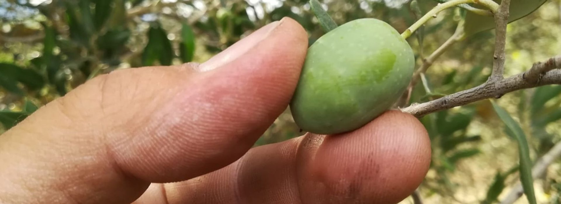 Raccolta delle olive in Valdichiana Senese