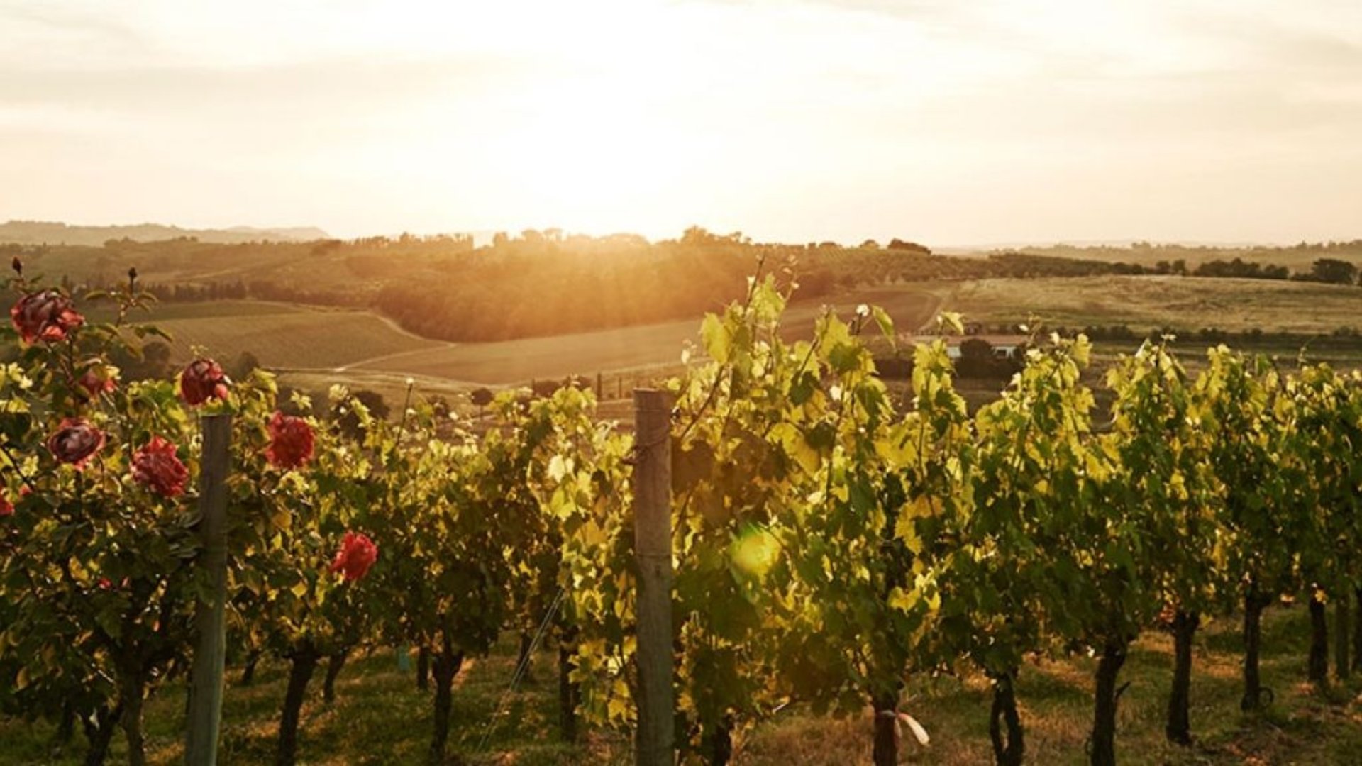 An evening by lights of the lanterns among the rows of vineyards of Vino Nobile di Montepulciano, in Valdichiana