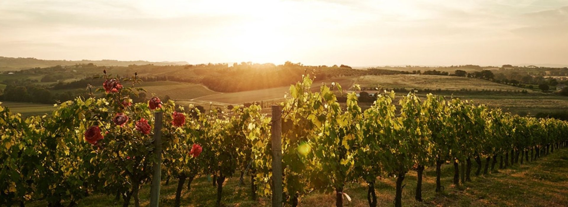 An evening by lights of the lanterns among the rows of vineyards of Vino Nobile di Montepulciano, in Valdichiana
