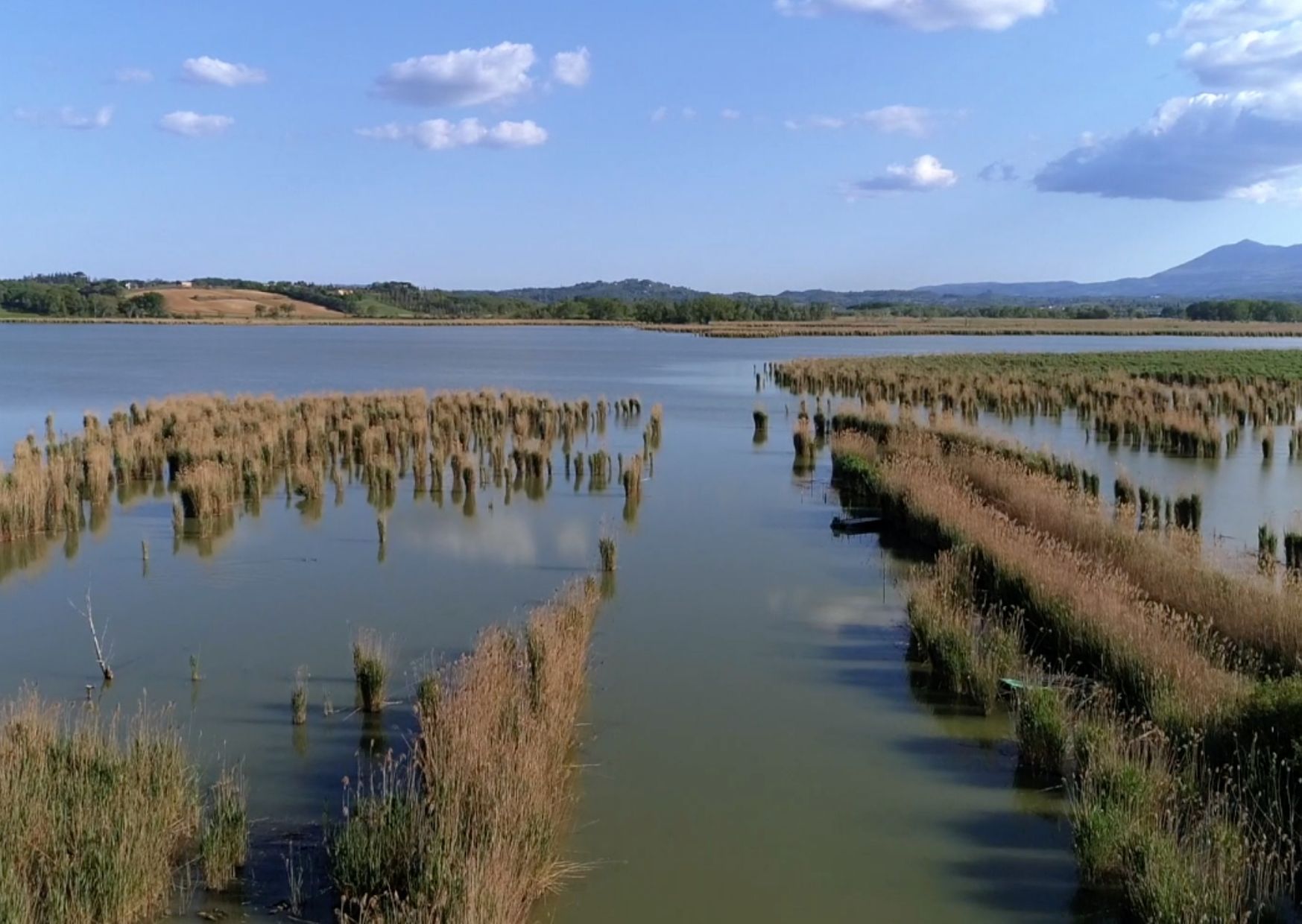 Natural reserve of the lake of Montepulciano