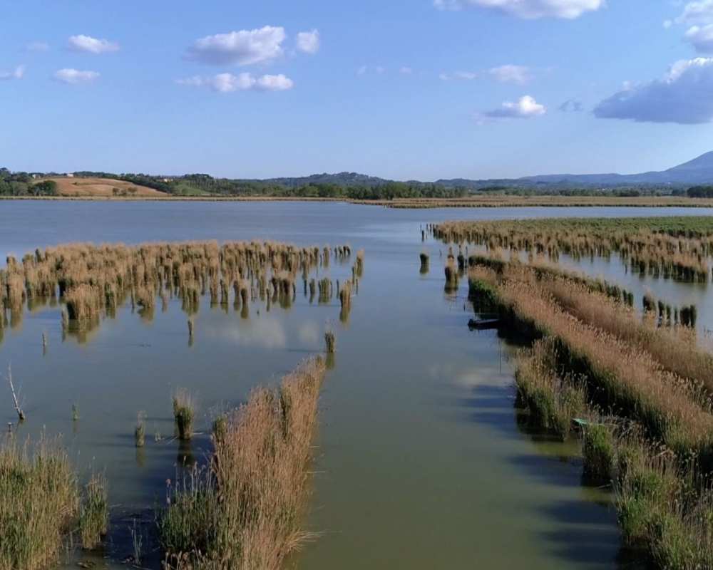 Natural reserve of the lake of Montepulciano