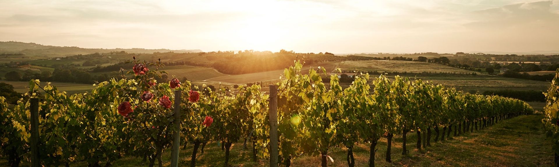 Una serata a lume di lanterna tra i filari delle vigne del vino Nobile di Montepulciano, in Valdichiana