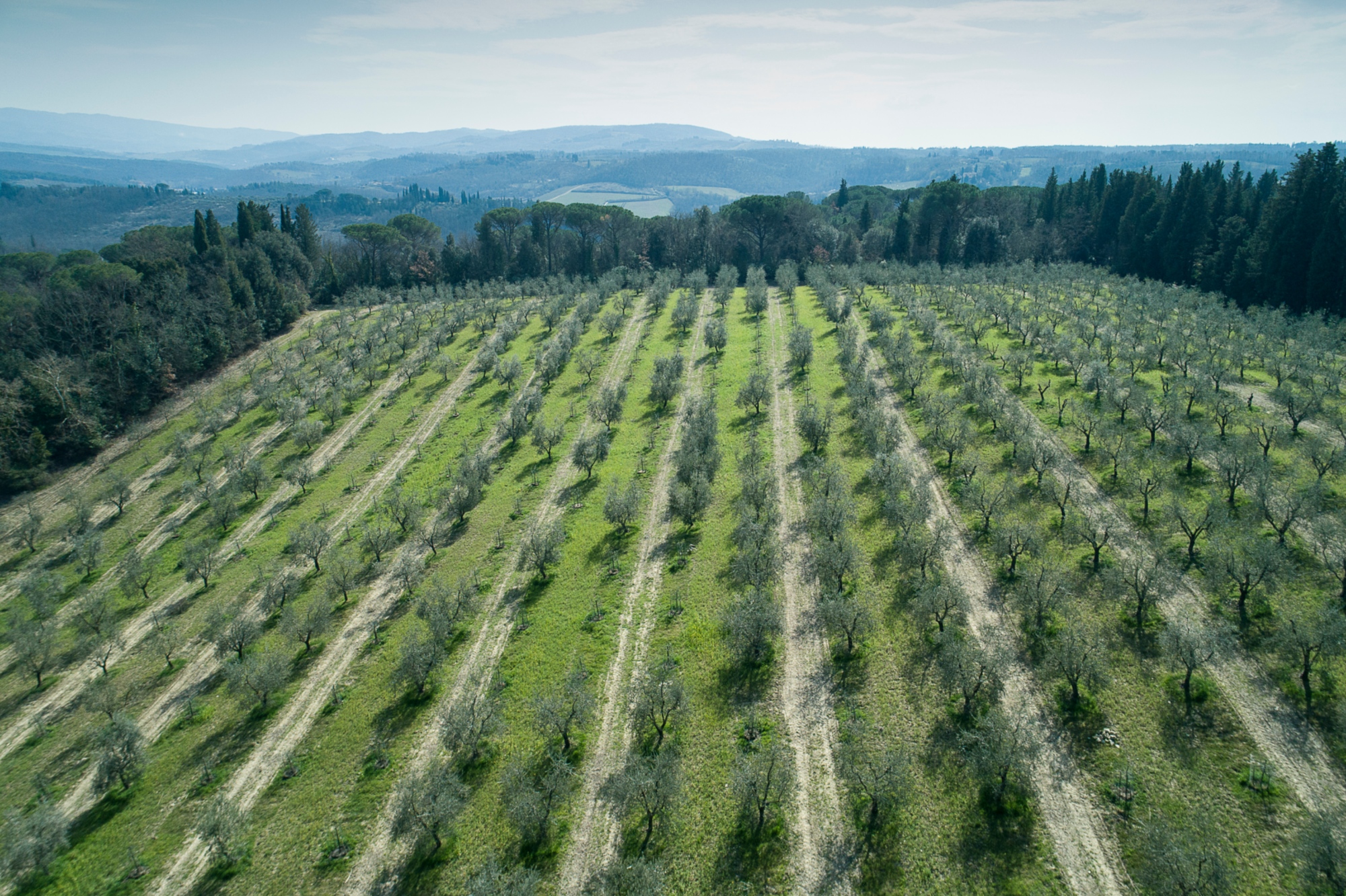 Visita e degustazione presso Fattoria Triboli di Impruneta