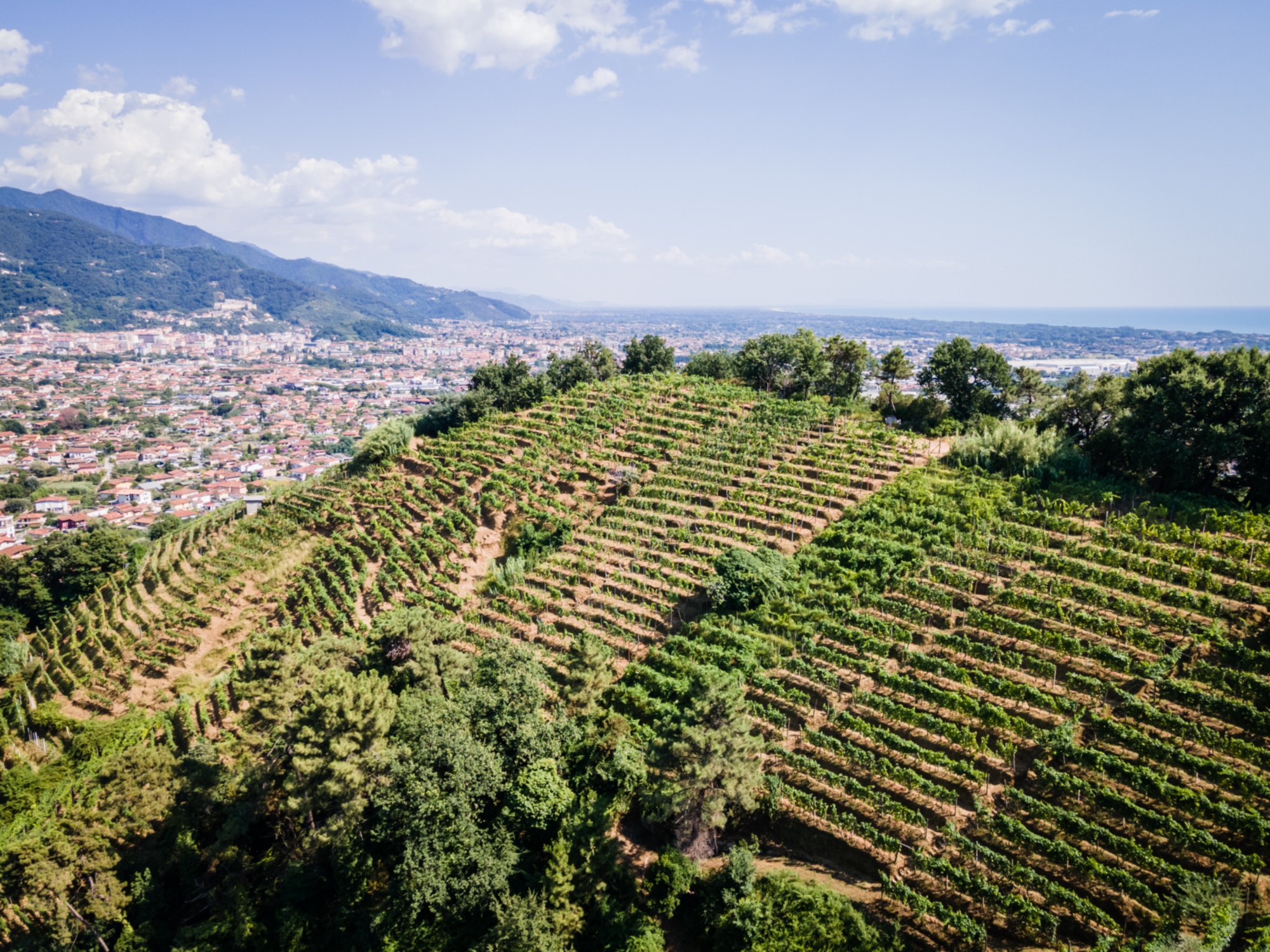 Colline del Candia