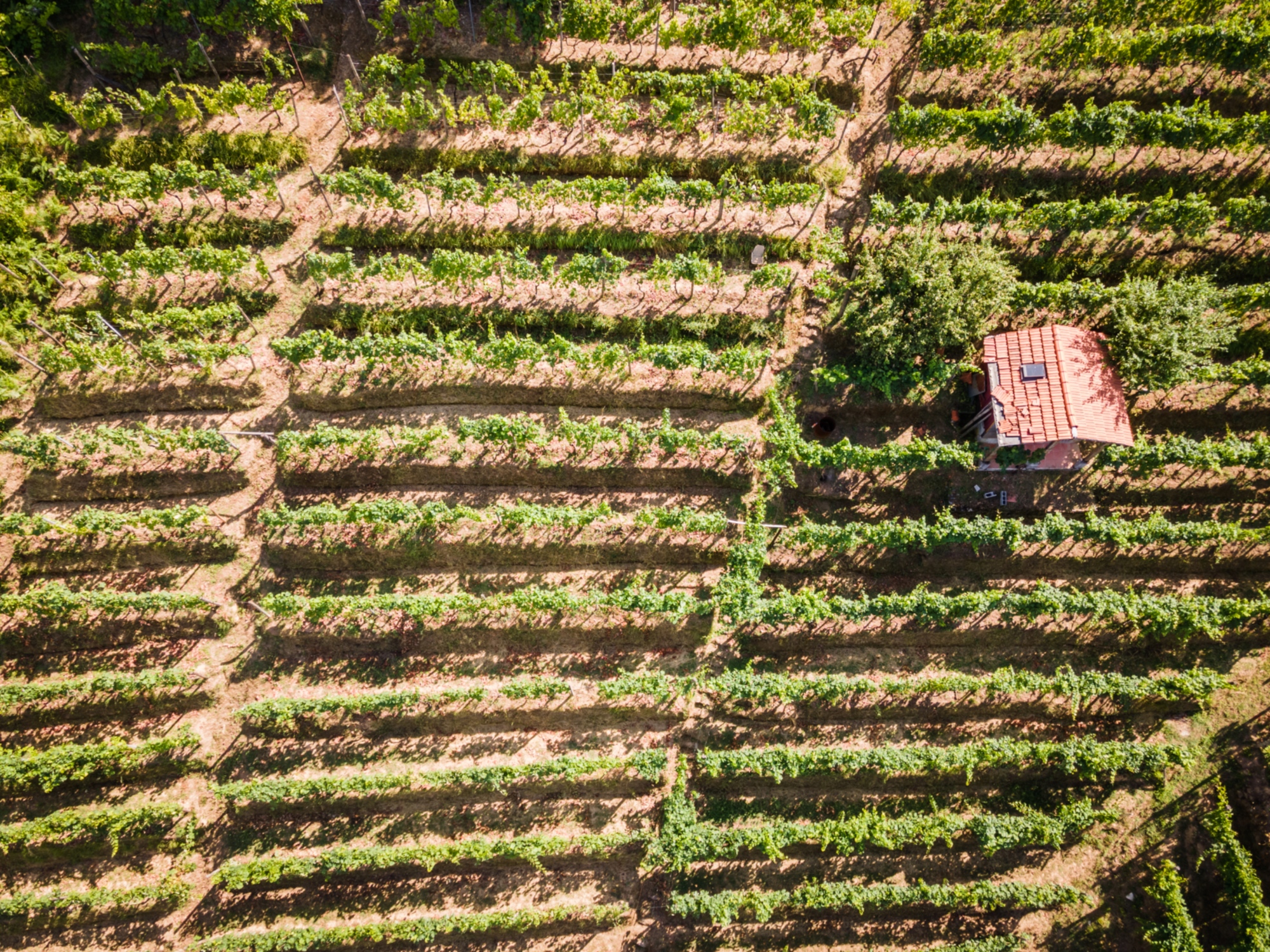 La viticultura eroica nella Riviera Apuana