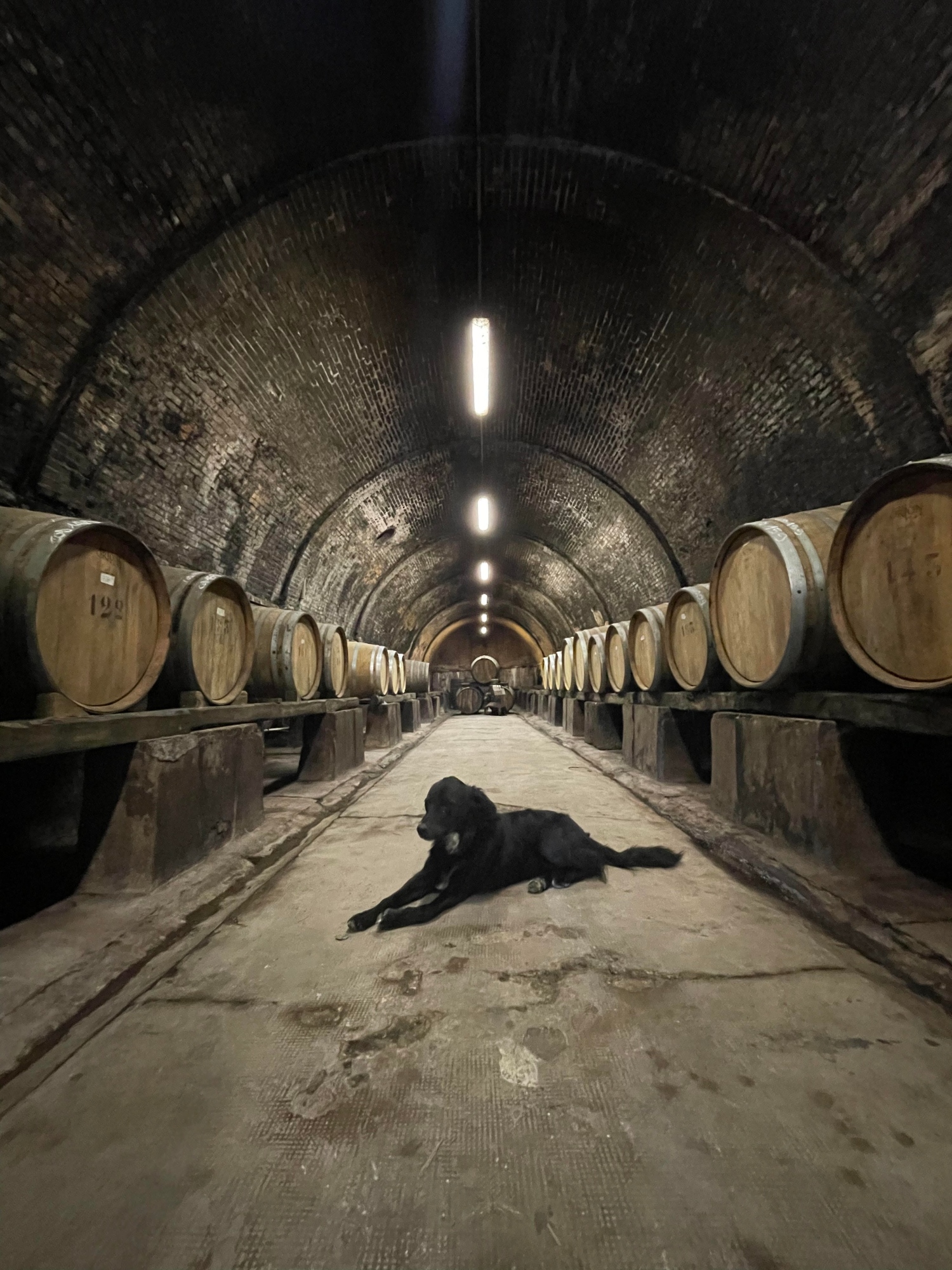 Degustazione di vini biologici con tagliere di prodotti biologici e locali