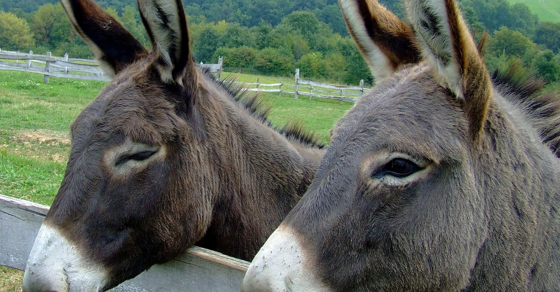 donkeys-105718_1920.jpg