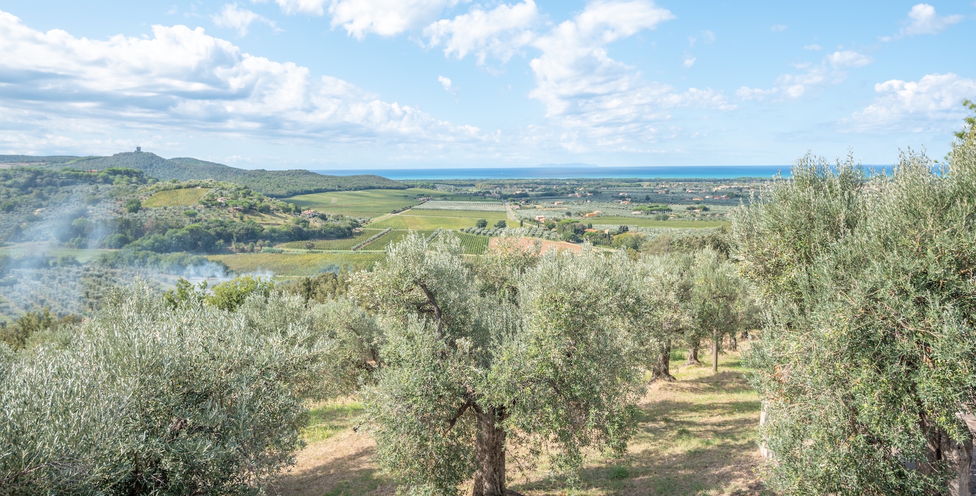 Panorama della Costa degli Etruschi a Donoratico, tra uliveti, vigneti e colline toscane affacciate sul Mar Tirreno.