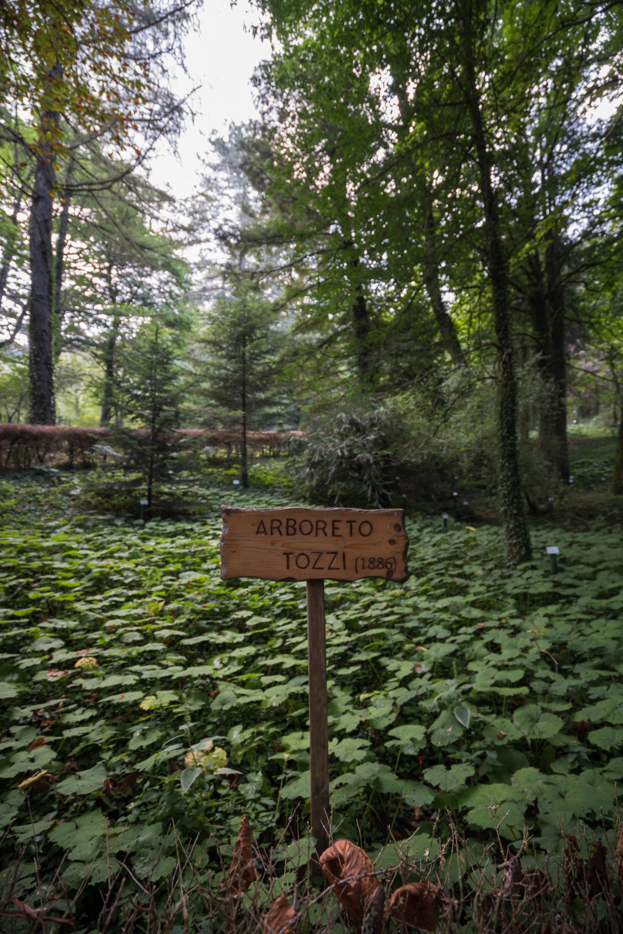 Gli Arboreti Sperimentali di Vallombrosa