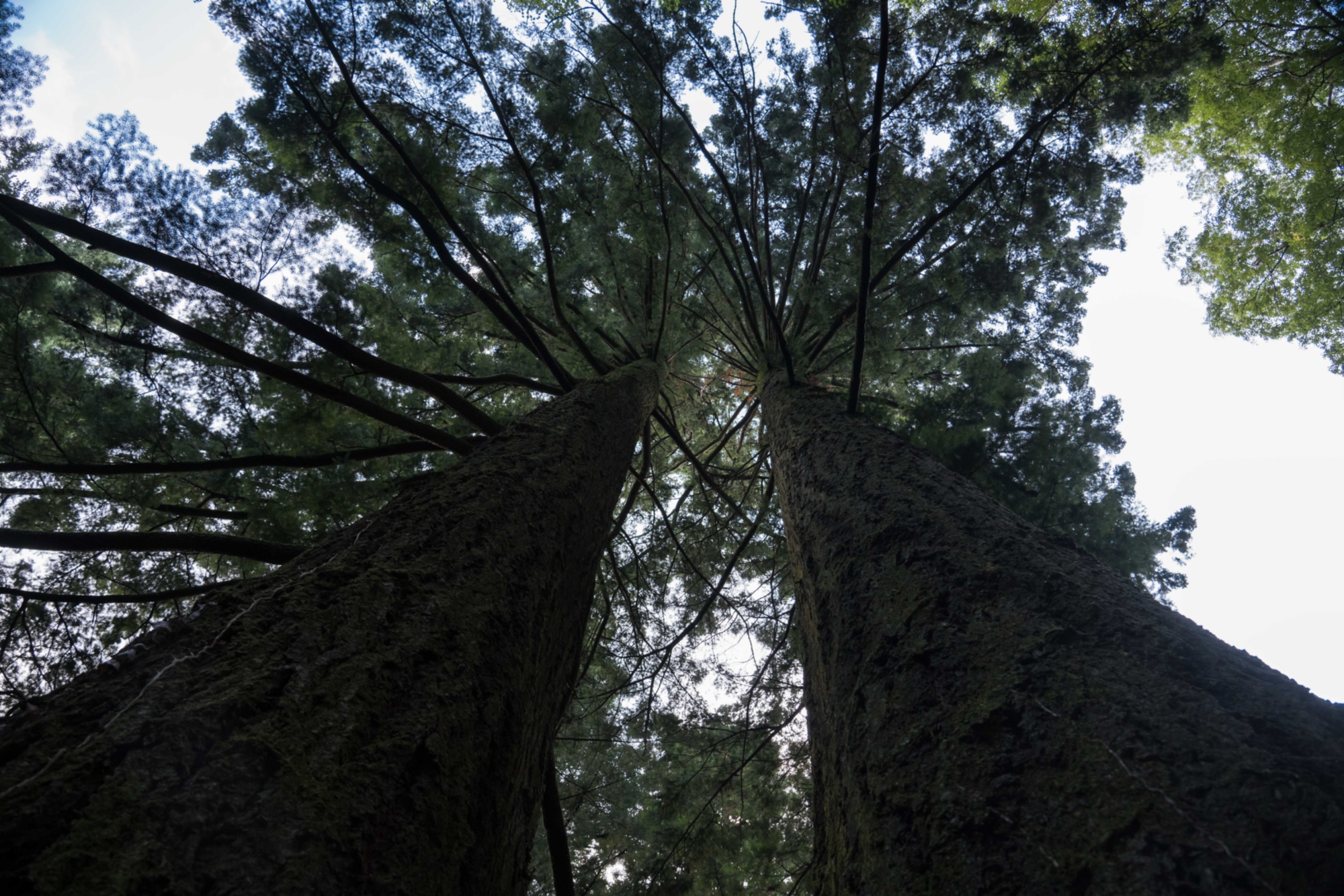 Gli abeti di Douglas della Foresta di Vallombrosa