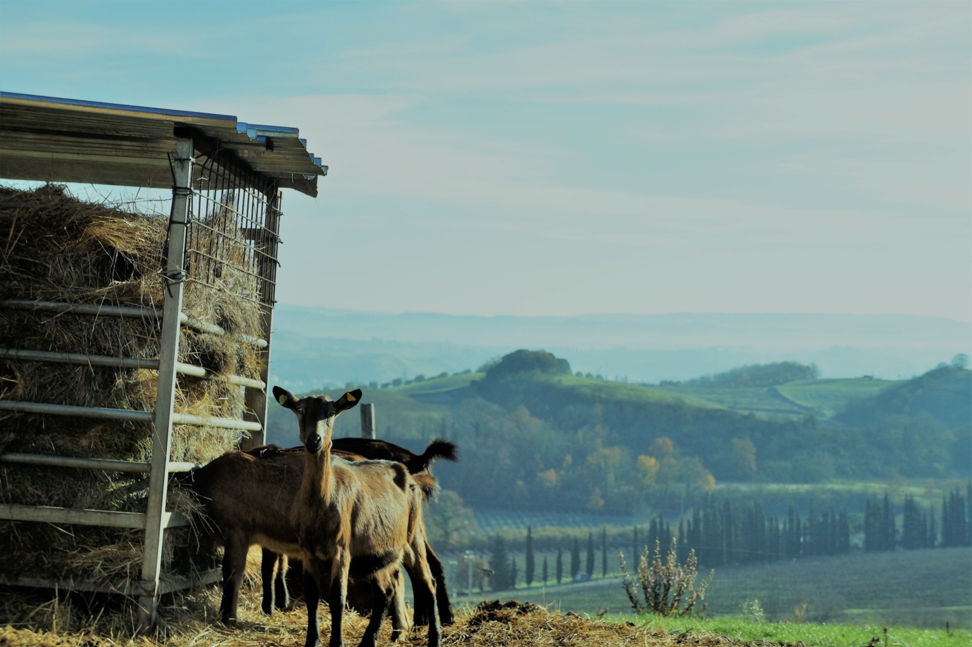 Tre esperienze alla scoperta della produzione di latte e formaggio in fattoria della Val d'Elsa