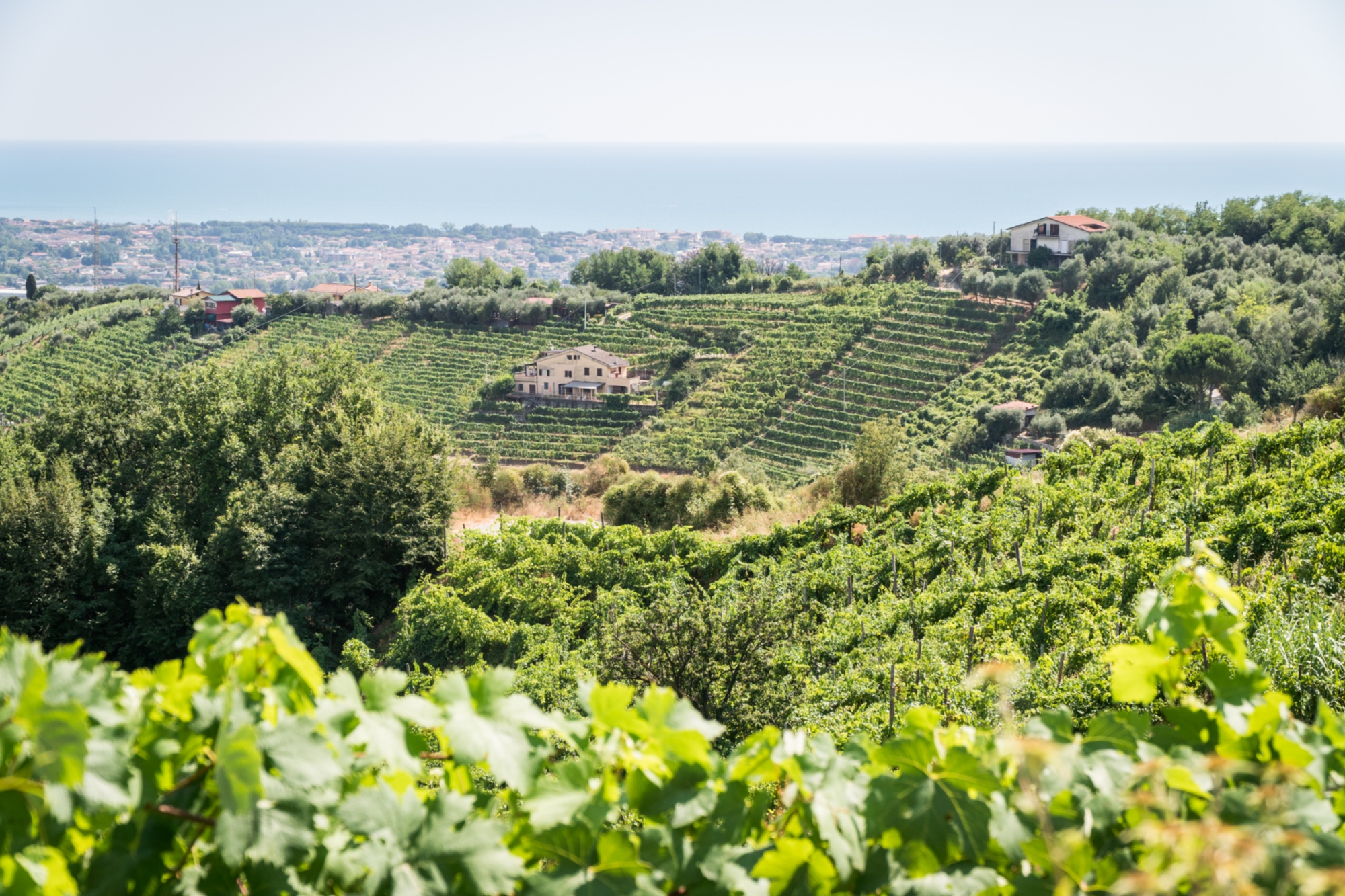 Le colline del Candia