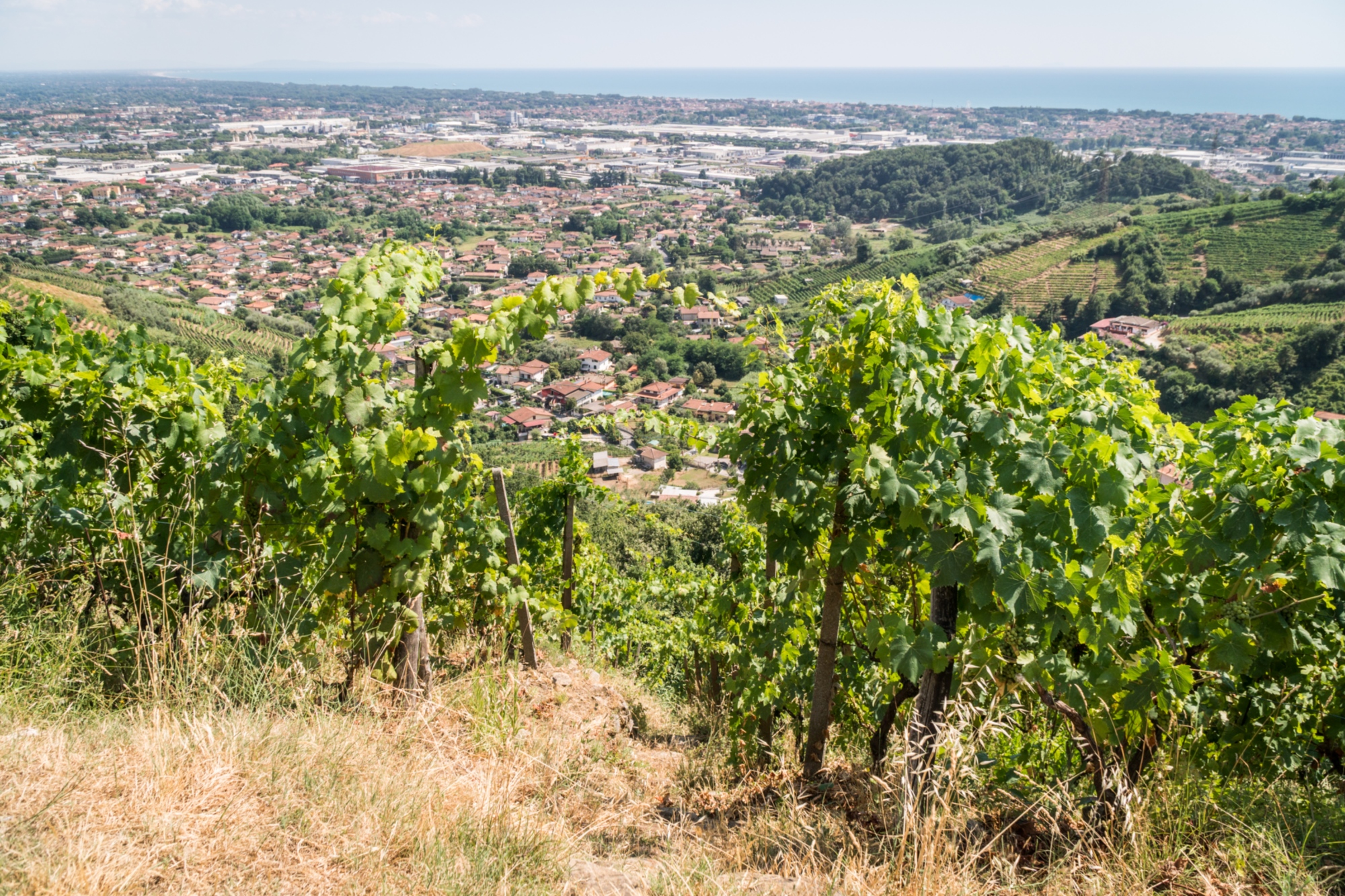 Colline del Candia