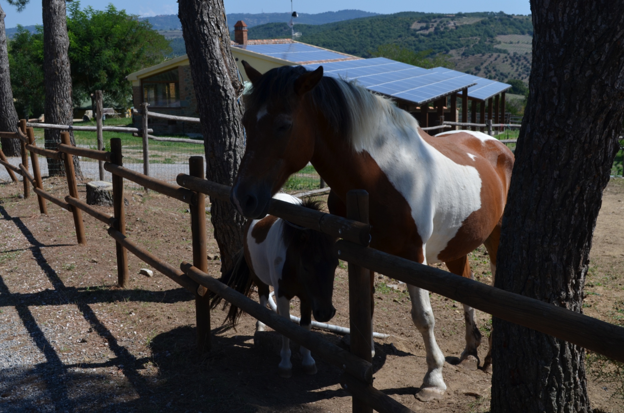 Farmhouse with swimming pool and horses in Maremma, Tuscany