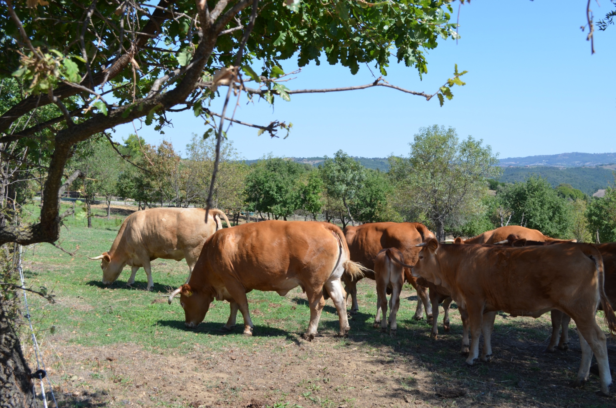Farmhouse with swimming pool and cows in Maremma, Tuscany