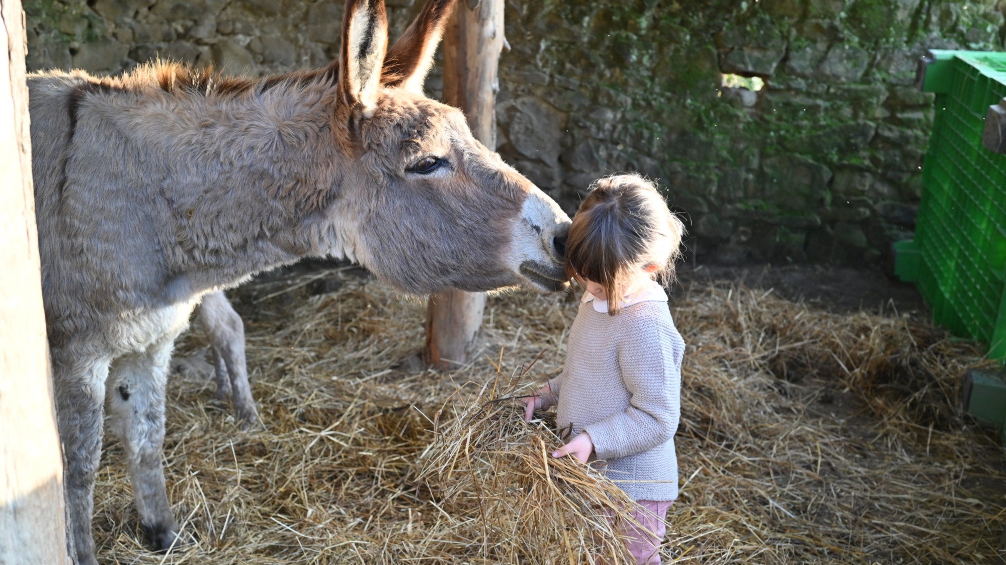 Donkey Experience in Tuscany: animal care and nature at Fattoria di Maiano