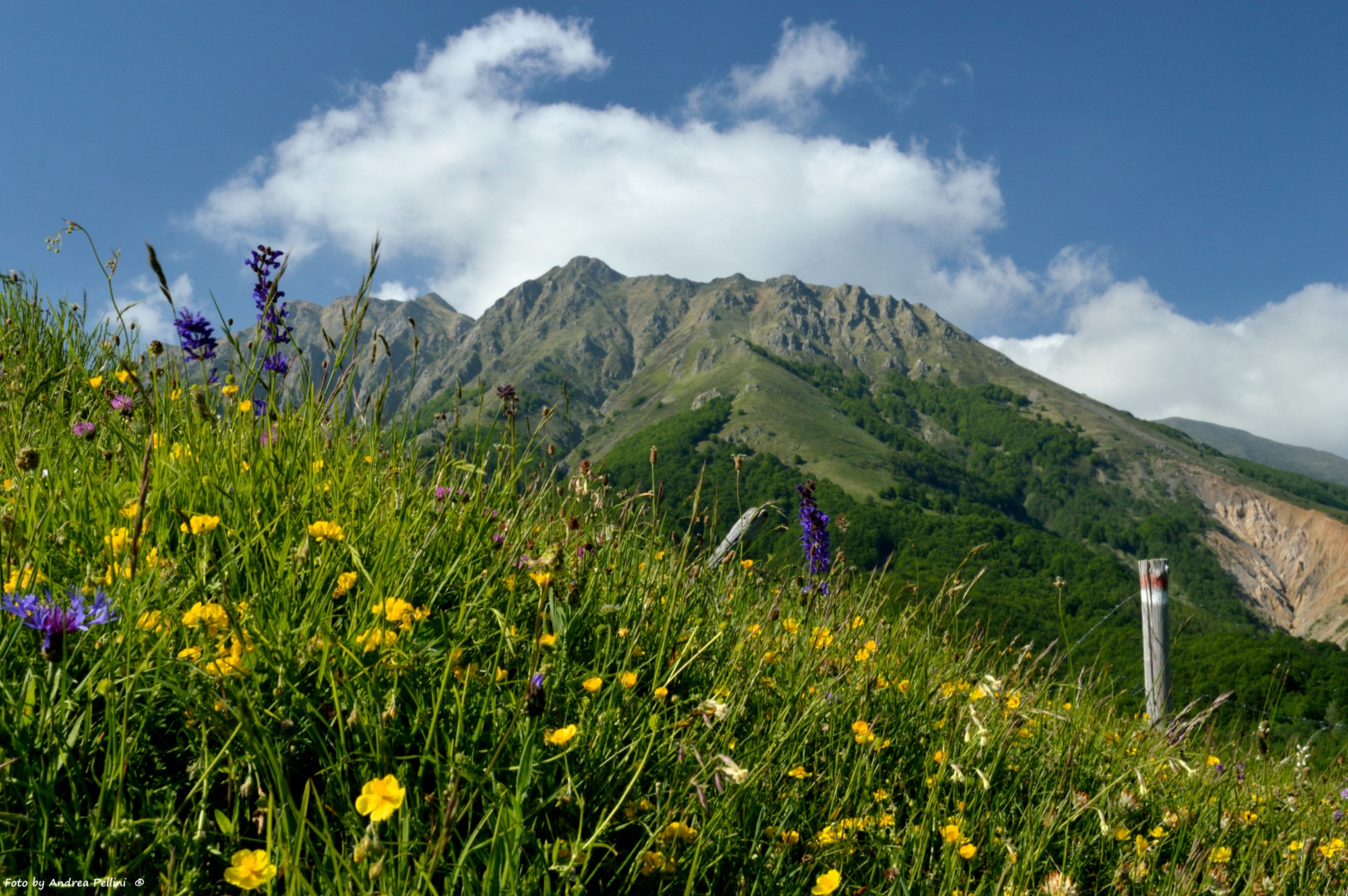 Blüte in Richtung Monte Alto