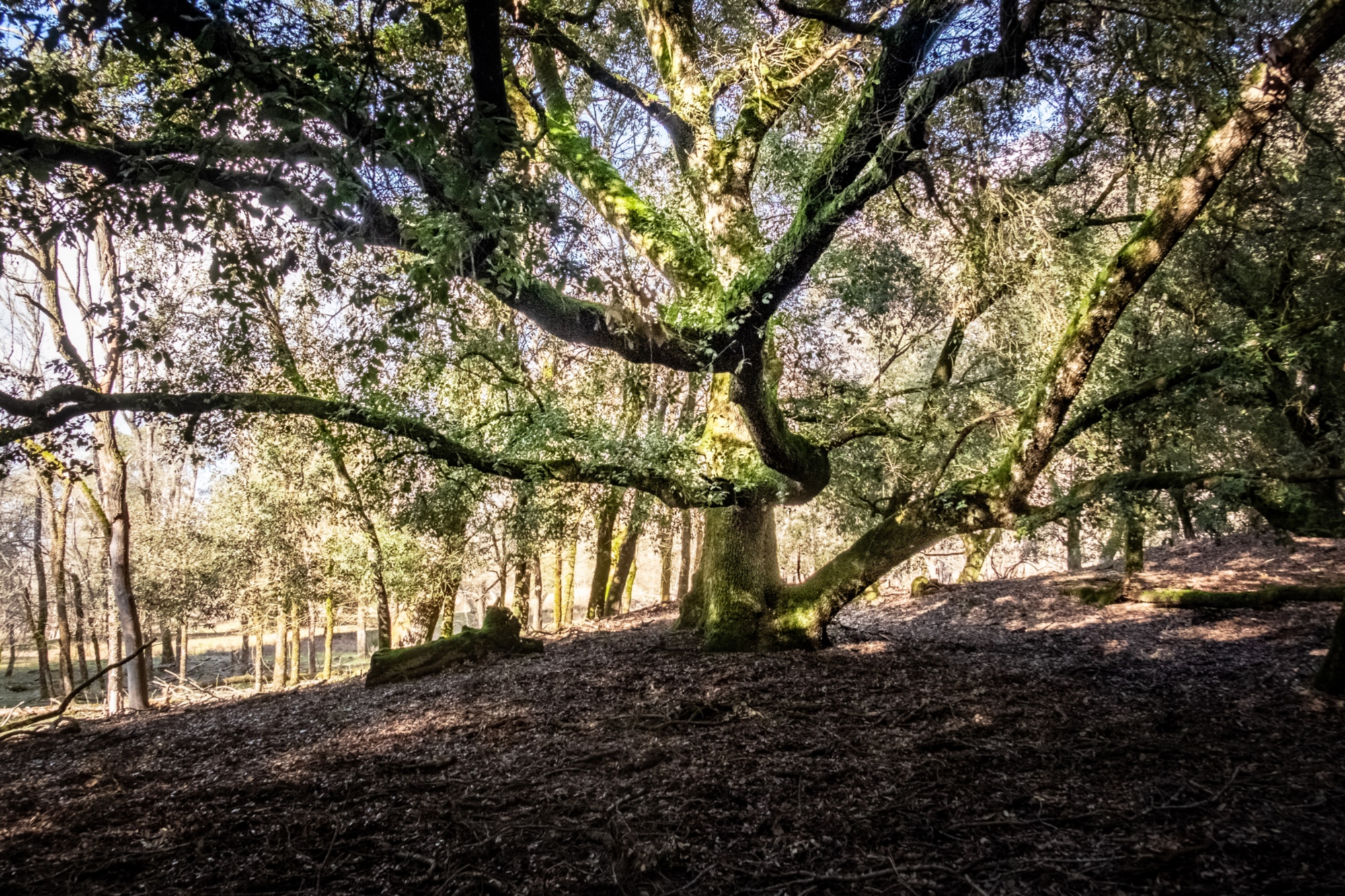 Bosco storico del Parco di San Rossore
