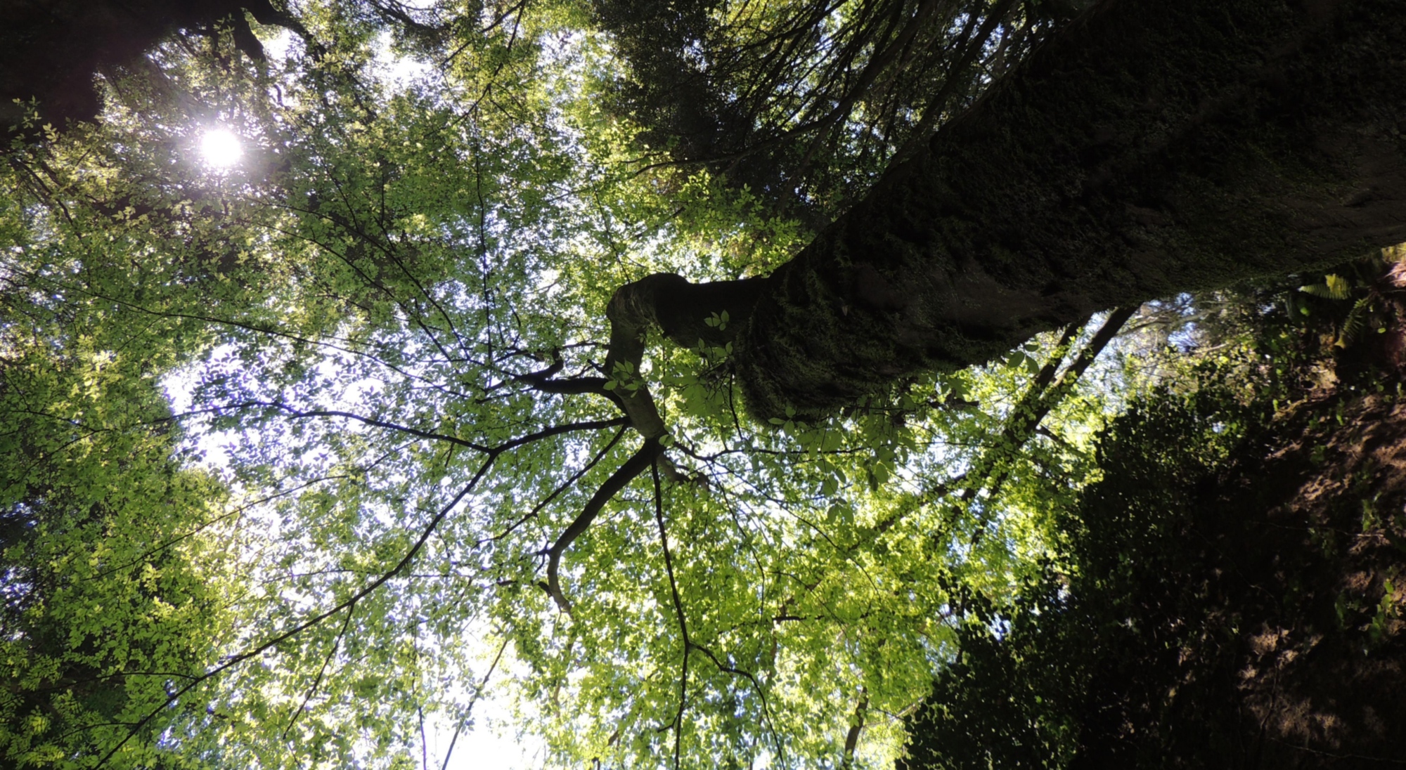 Un'inquadratura dal basso verso l'alto che cattura la maestosità della natura. Il fusto imponente dell'albero si estende verso il cielo, mentre la luce del sole penetra tra le foglie brillanti, creando un suggestivo gioco di luci e ombre.
