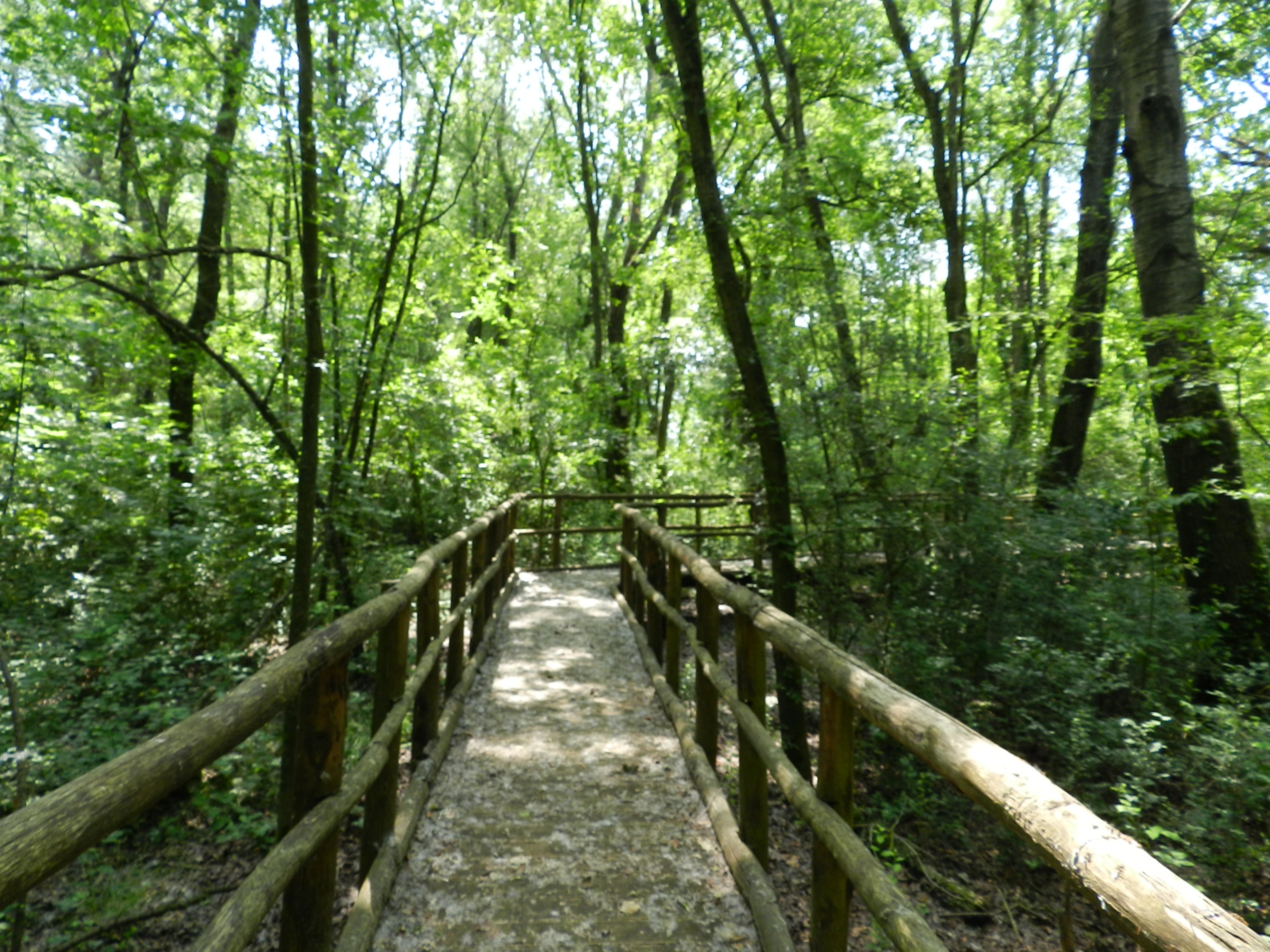 Escursione al Sentiero dei Tre Pini, da San Piero a Grado alla Tenuta di Tombolo
