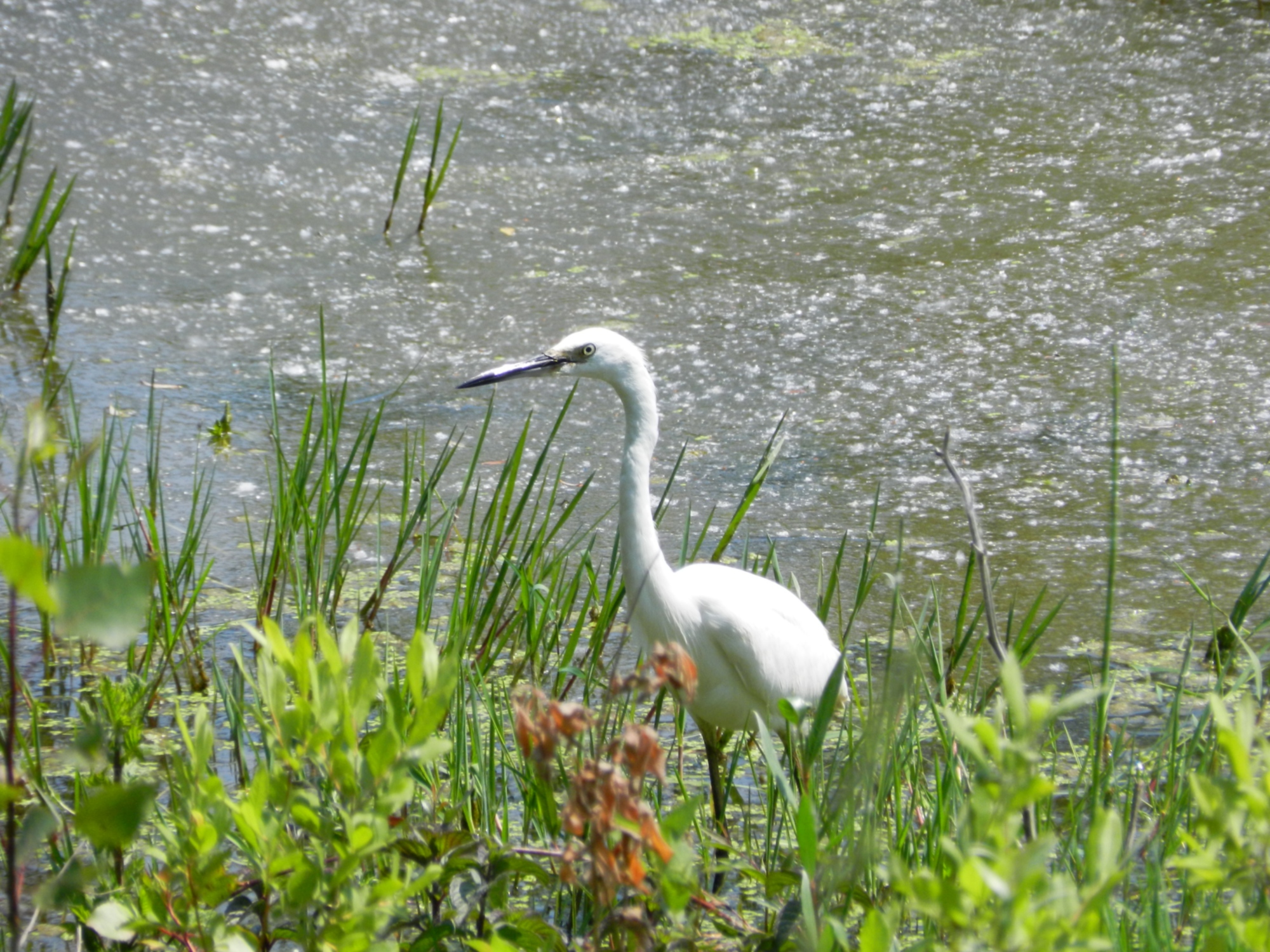 Escursione al Sentiero dei Tre Pini, da San Piero a Grado alla Tenuta di Tombolo