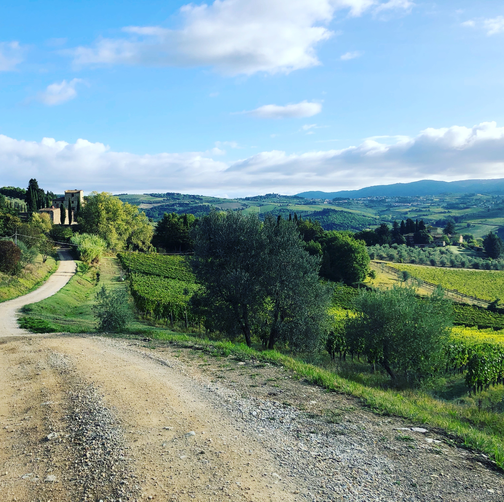 Chianti Classico wine tasting and hiking adventure among the vineyards and olive groves