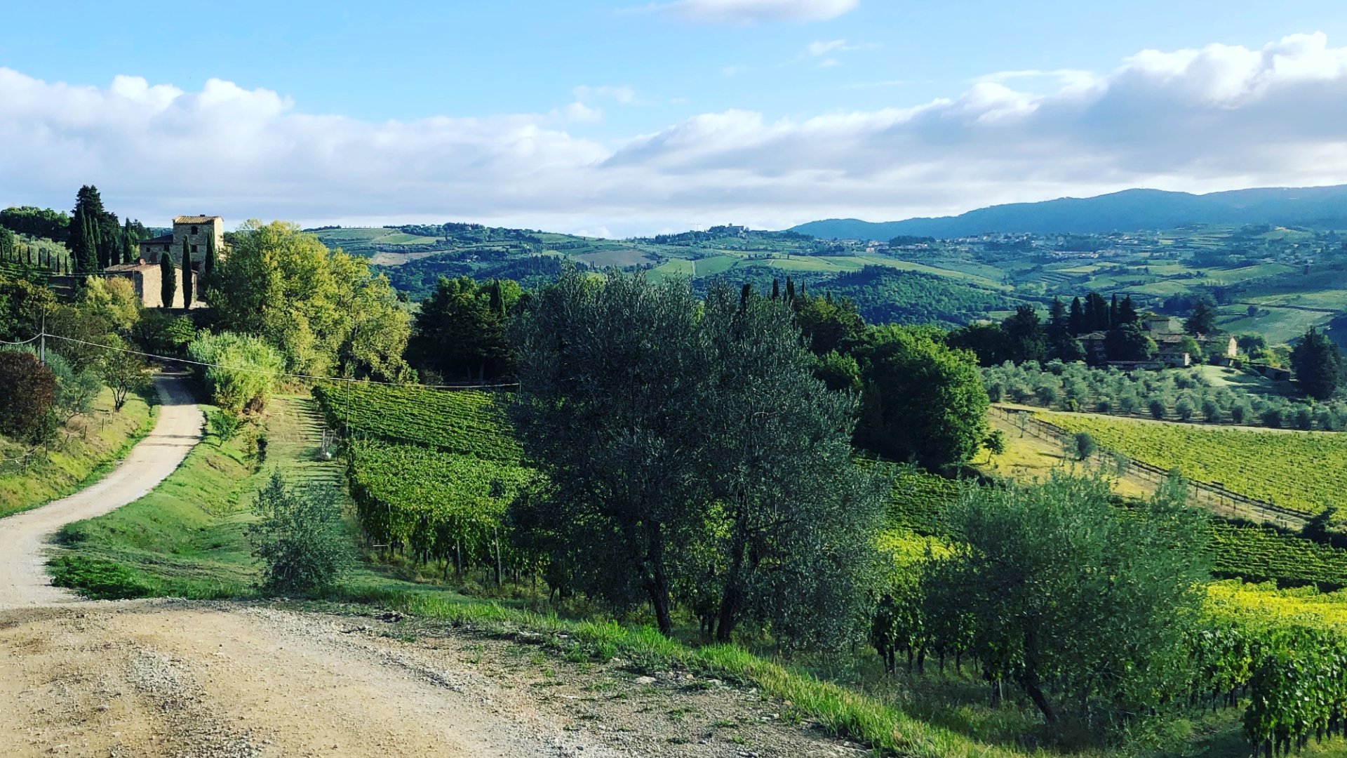 Chianti Classico wine tasting and hiking adventure among the vineyards and olive groves