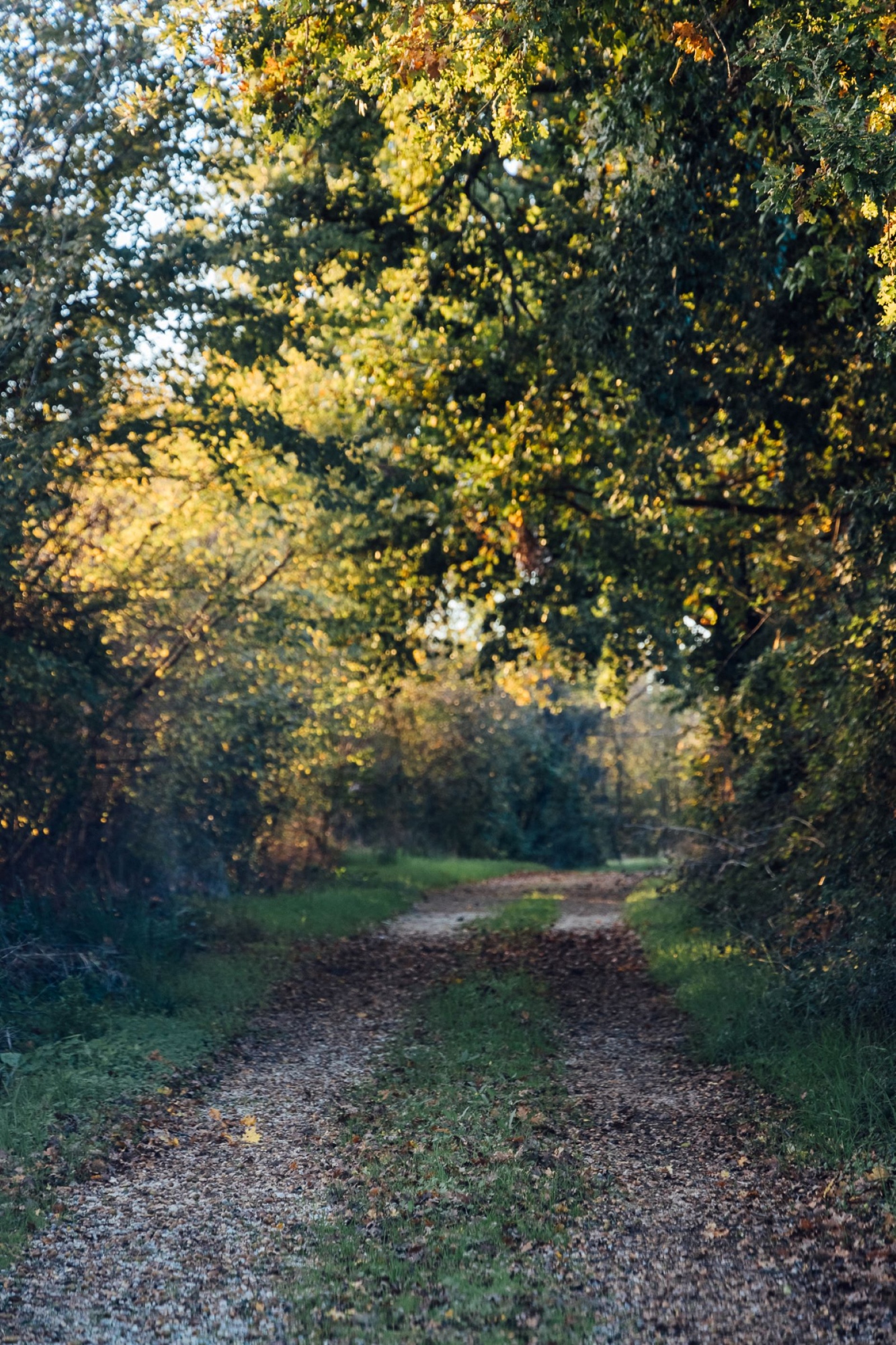 The trails of the Valdichiana Aretina