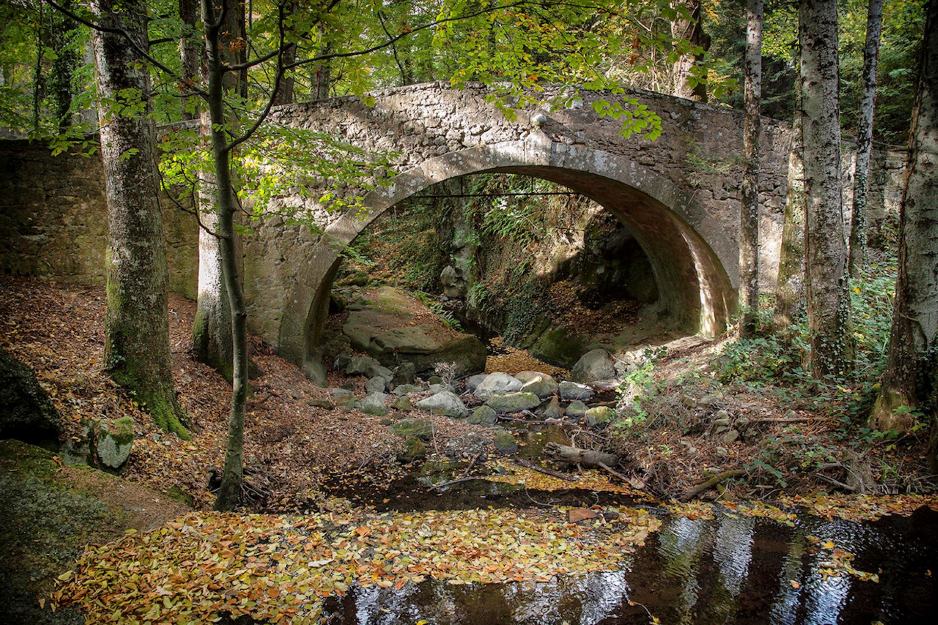 Los bosques alrededor de Ermicciolo, Vivo d'Orcia y Amiata