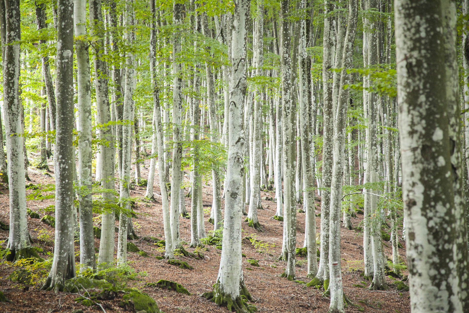 Amiata woods of beech trees