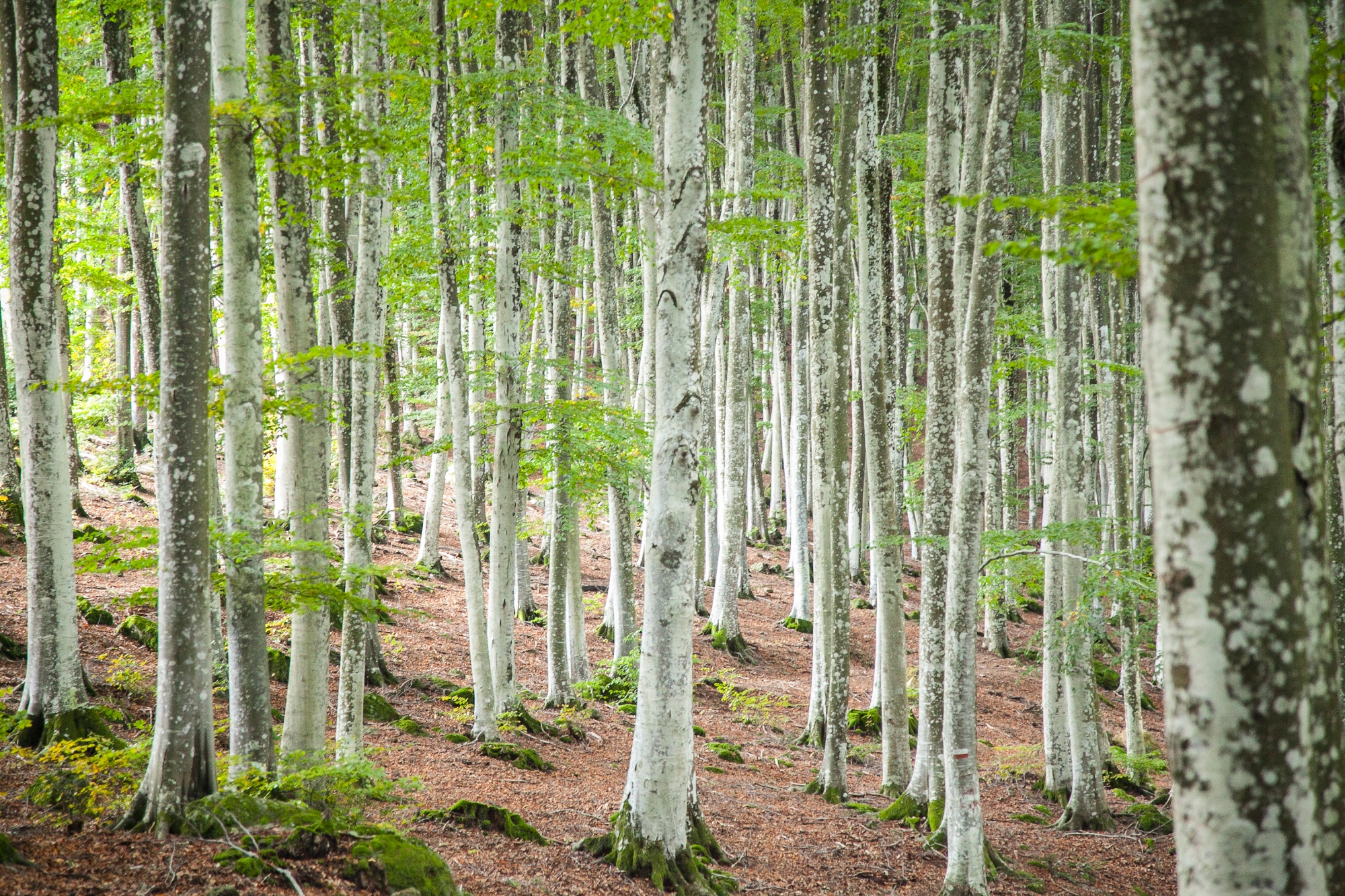 El bosque de hayas de la Montaña Amiata