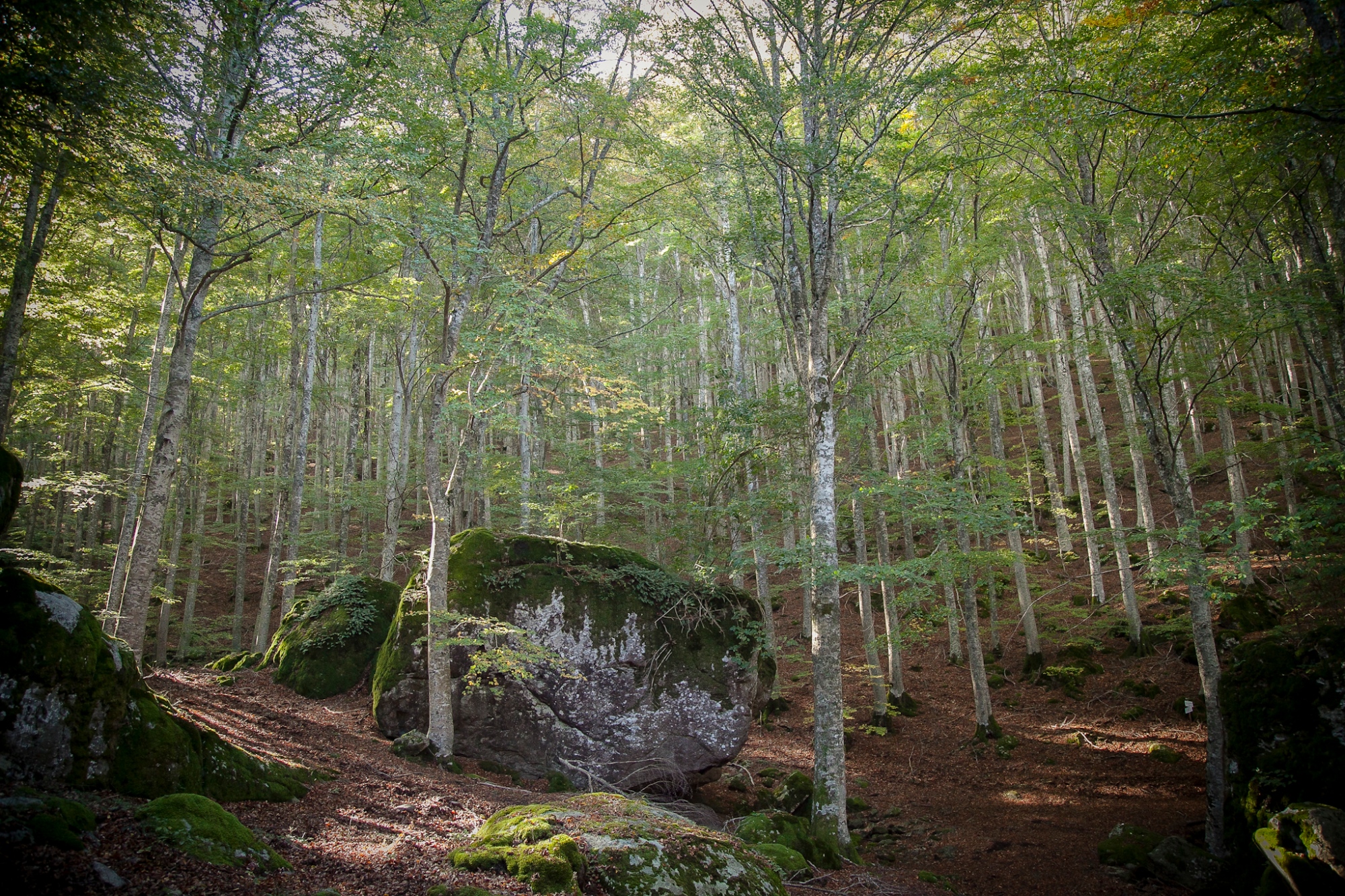 Madera de haya y piedras de lava de la Montaña Amiata