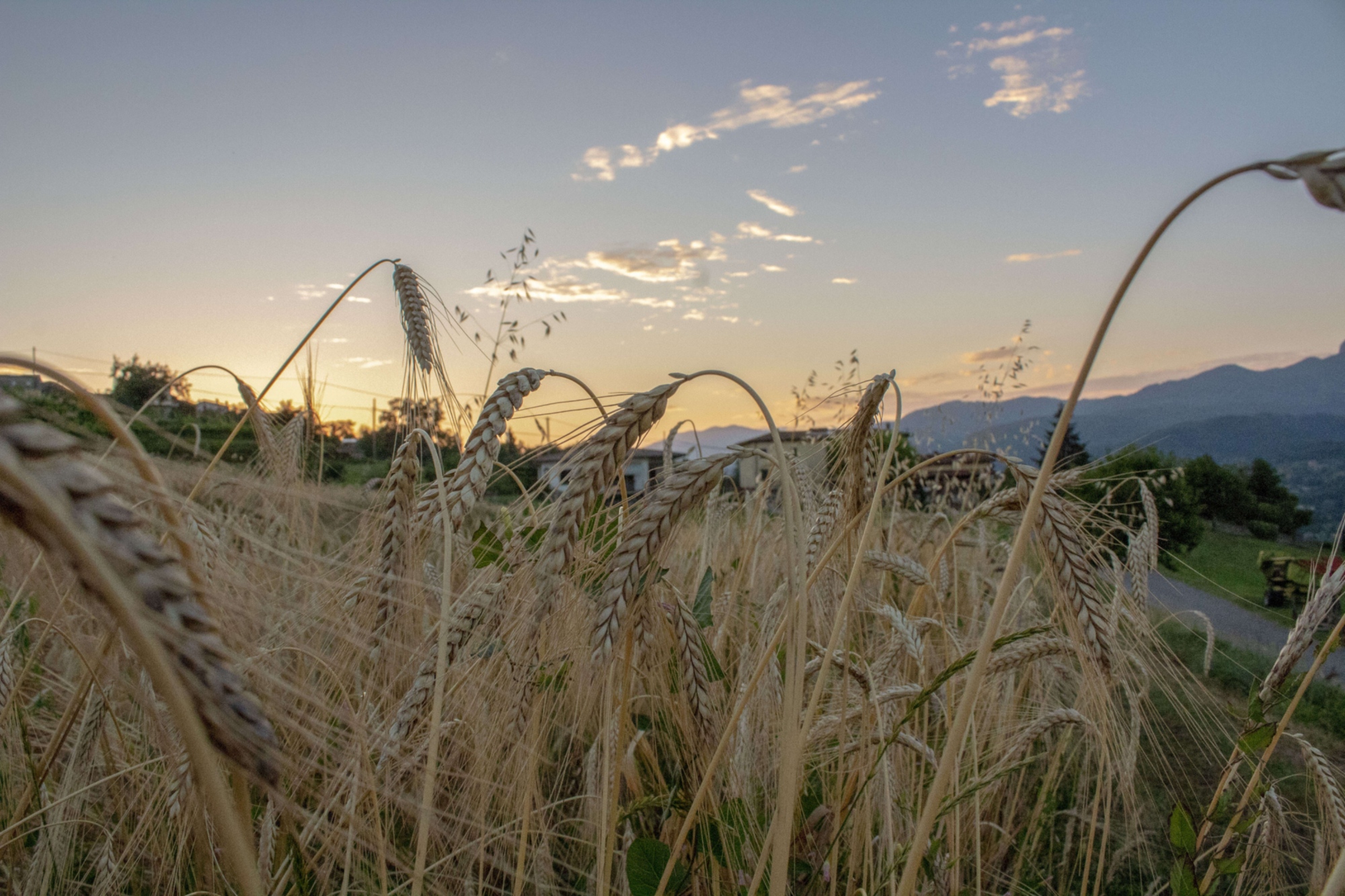 Farro de Garfagnana IGP