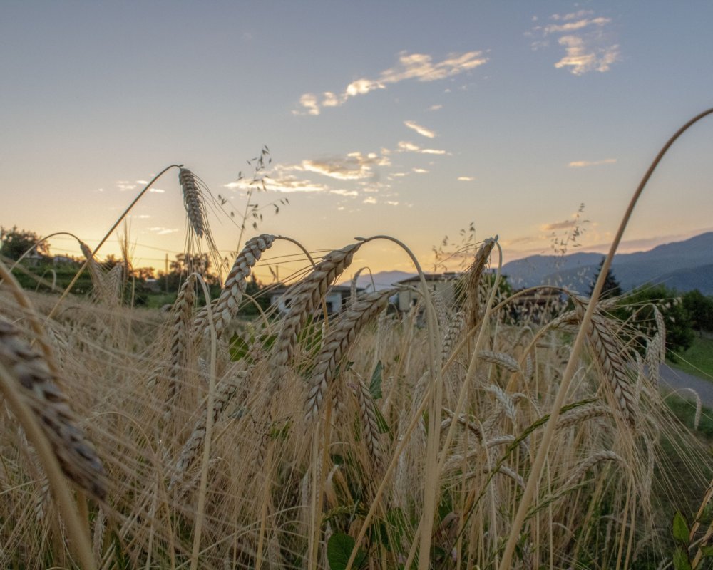 Farro IGP Garfagnana