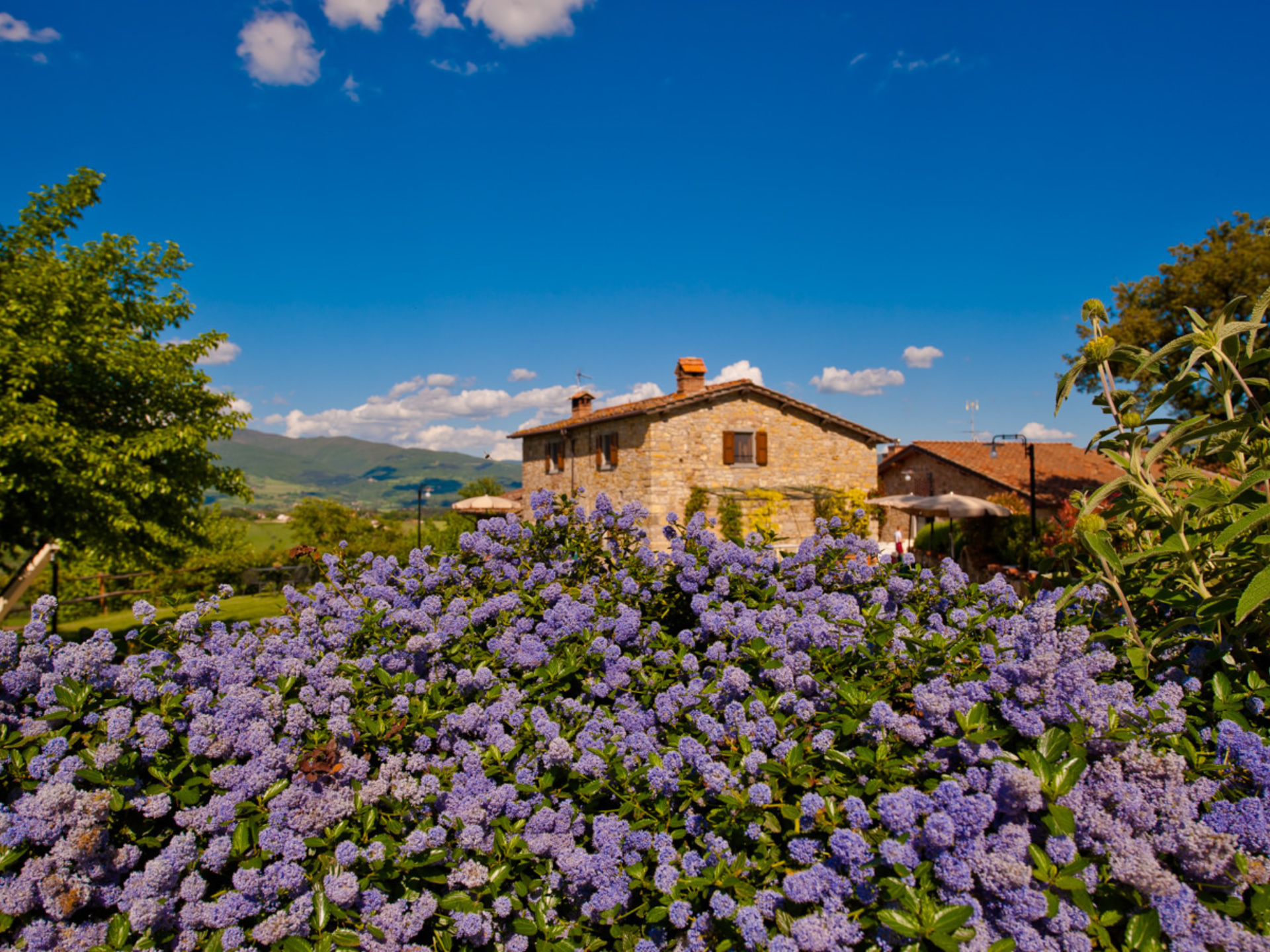 Fattoria La Vecchia Quercia scorcio fiori e villa