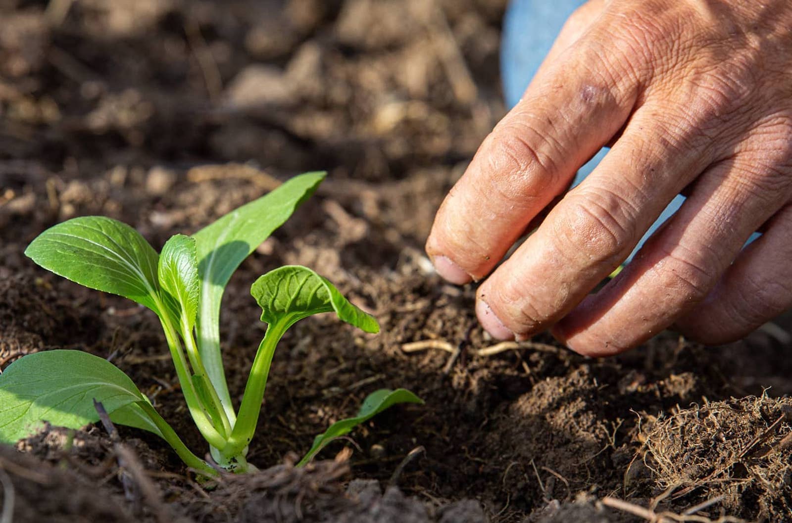 Biodynamic agriculture in Casentino