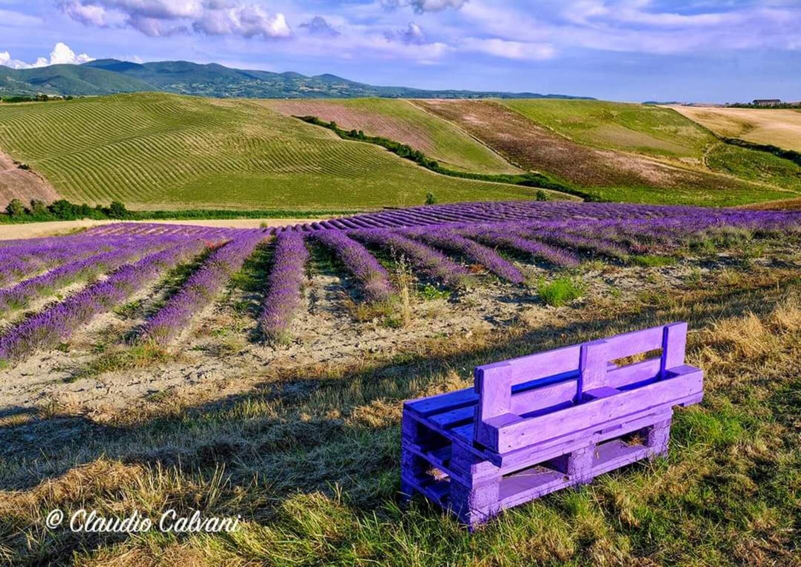 lavanda in fiore