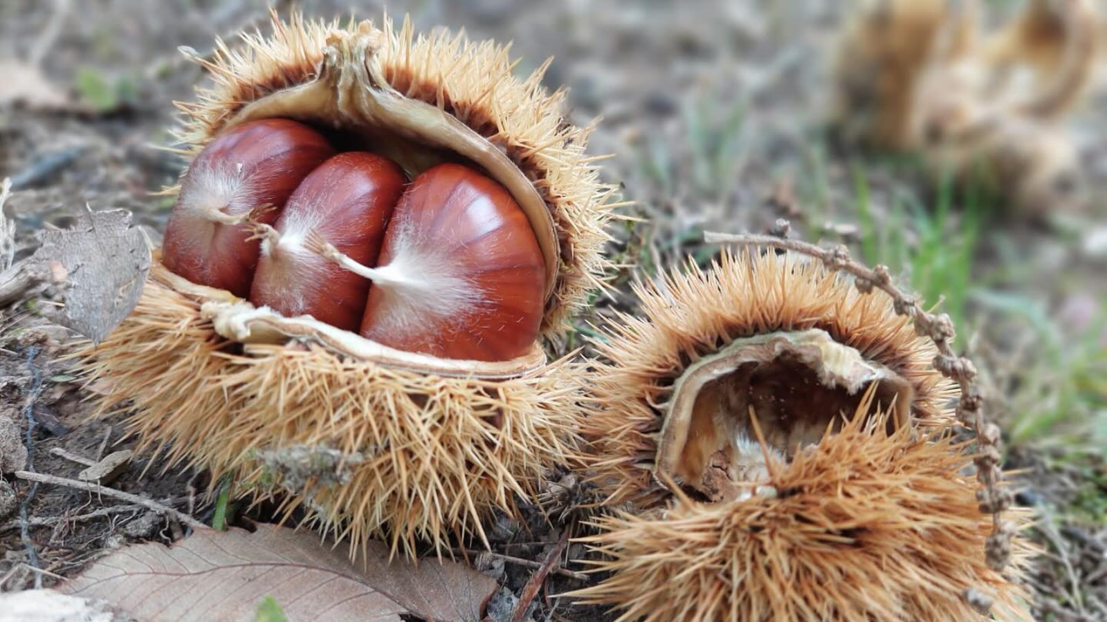 Castagne dal guscio marrone lucido all’interno di un riccio aperto, tra foglie e altri ricci sul terreno.