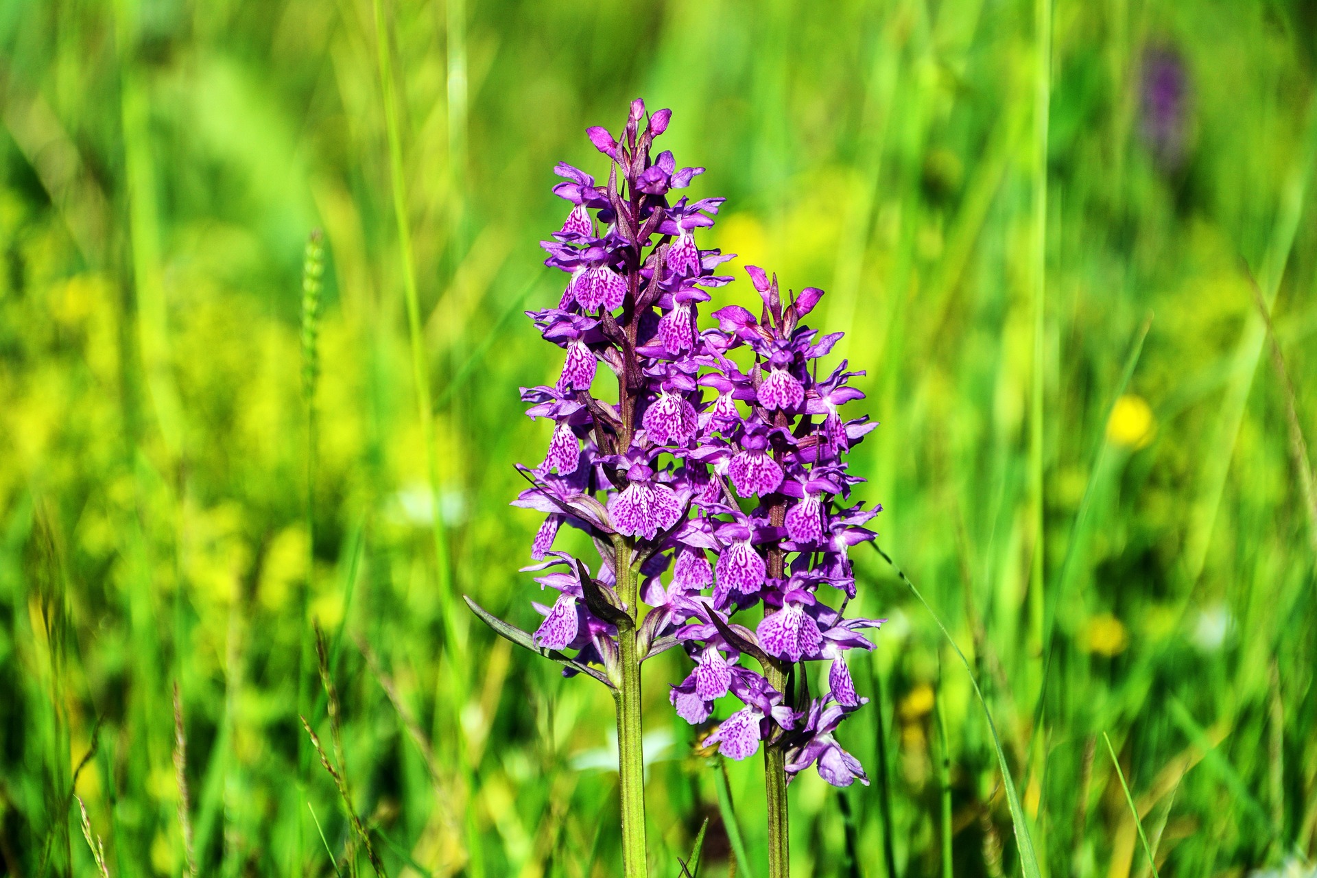 flower-g302a3762e_1920.jpg