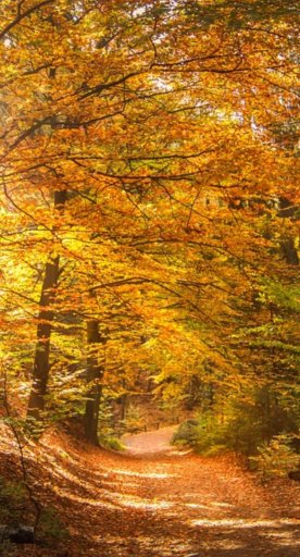 Autumnal forest on Monte Amiata