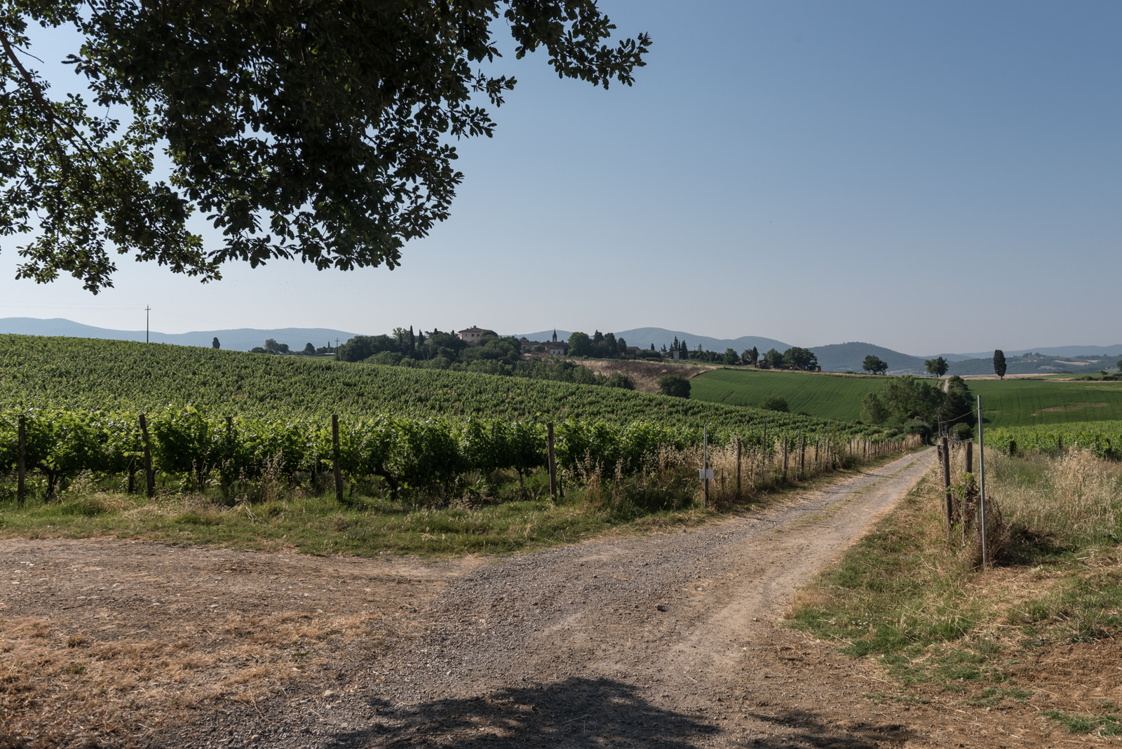 vigneto colline senesi