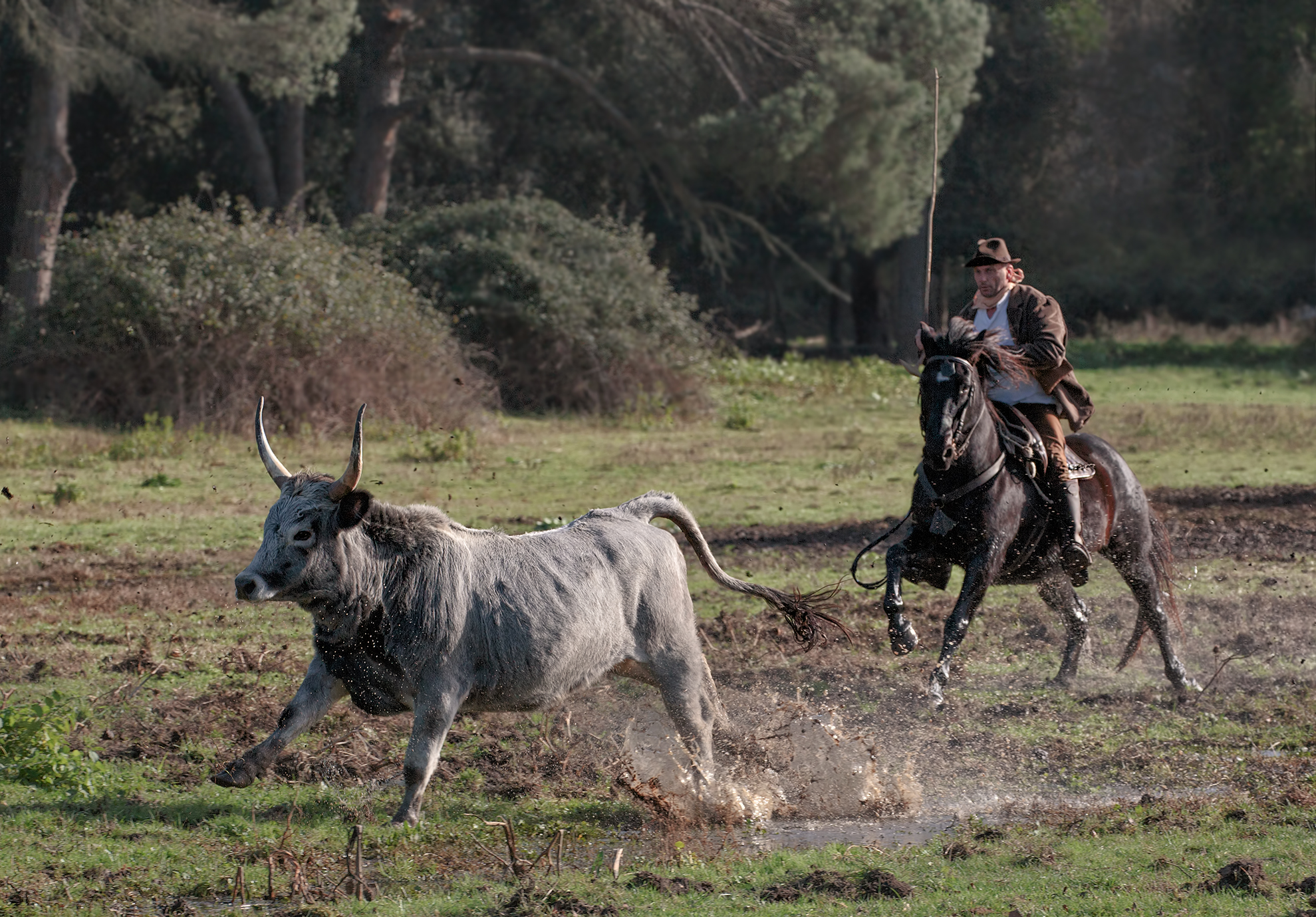 Allevamento brado di bovini