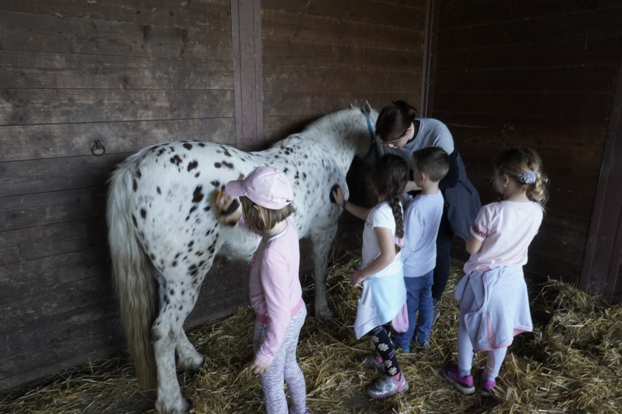 I pony del Parco di San Rossore